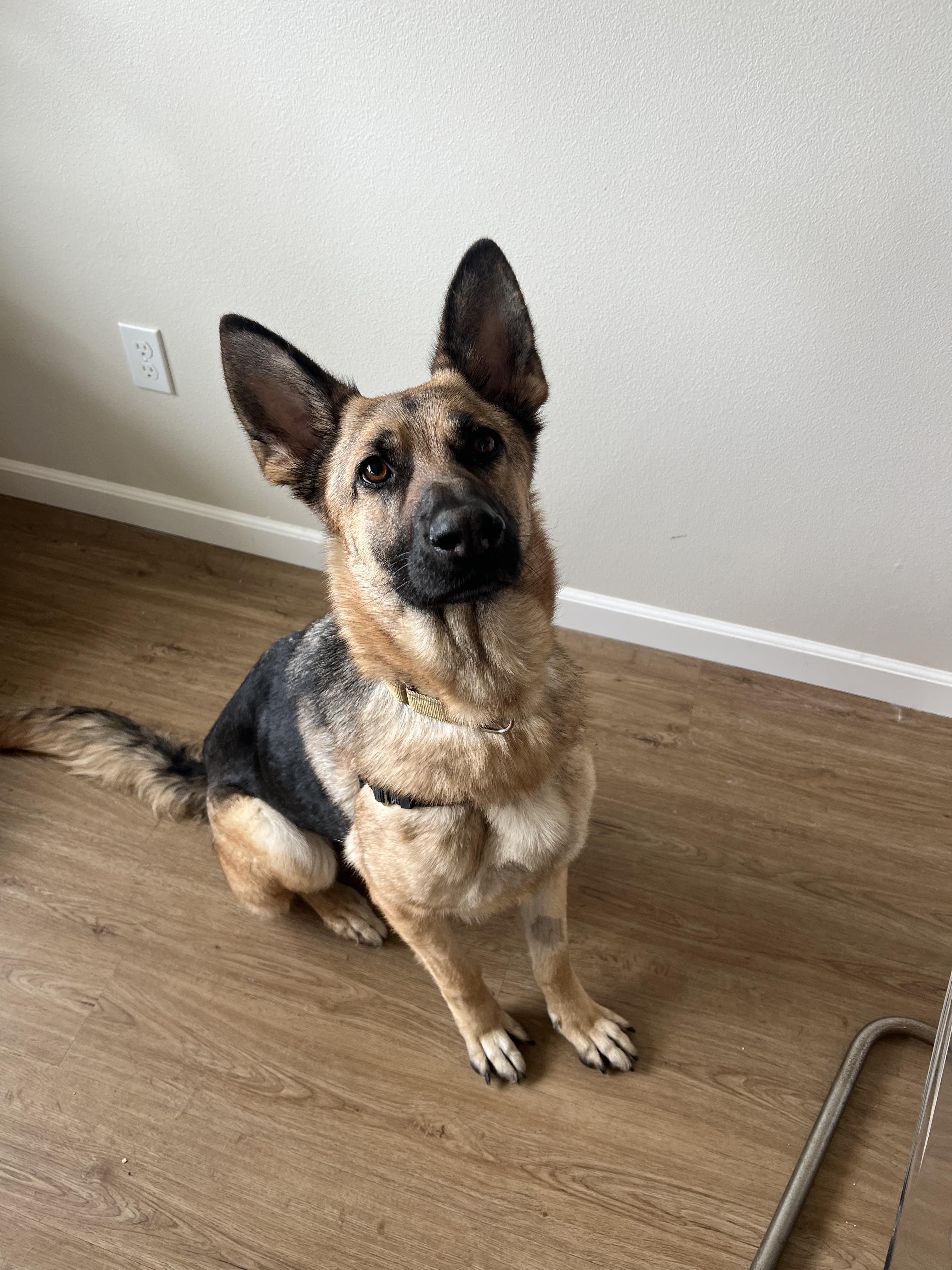 Enlarge Pookie aka Penny, a ADOPTABLE German Shepherd Dog in Seattle, WA image 2/6