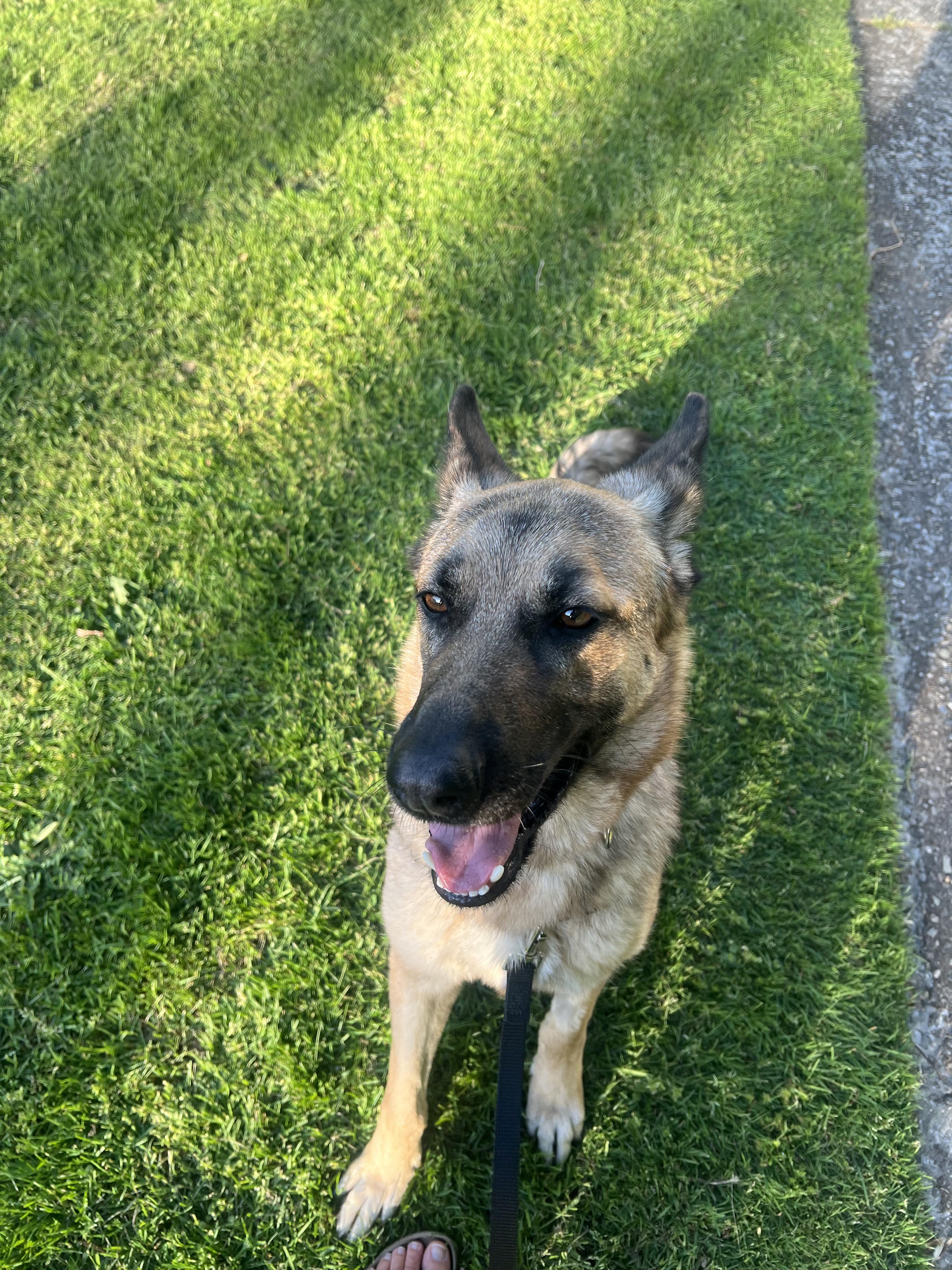 Enlarge Pookie aka Penny, a ADOPTABLE German Shepherd Dog in Seattle, WA image 6/6