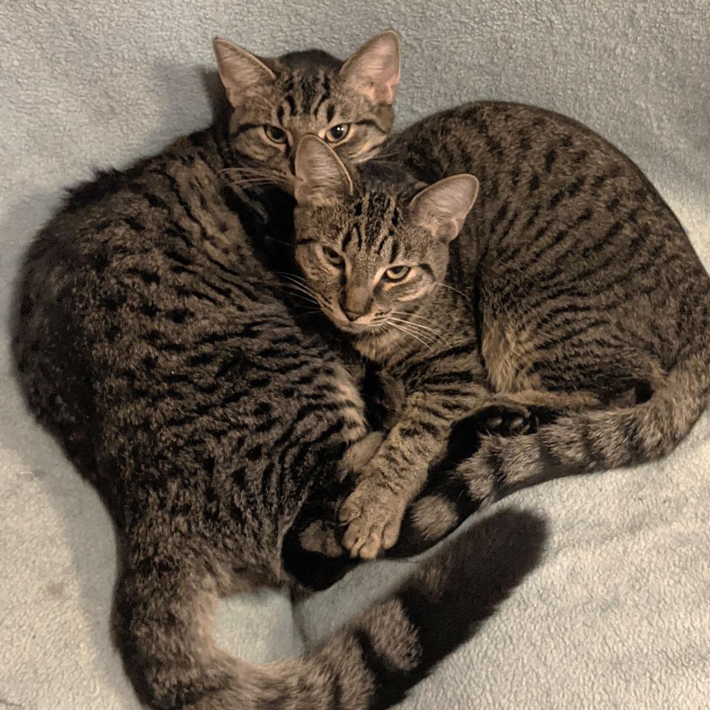 Enlarge Johnny, a Adoptable Domestic Short Hair in Springfield, OR image 1/2