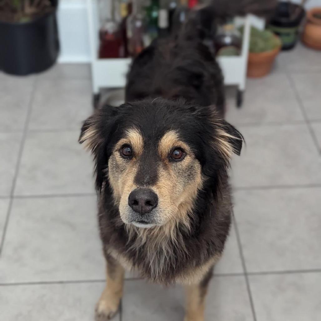 Meet Cali - Loyal Loving and Full of Life Cali is an 8-year-old or older Australian Shepherd mix