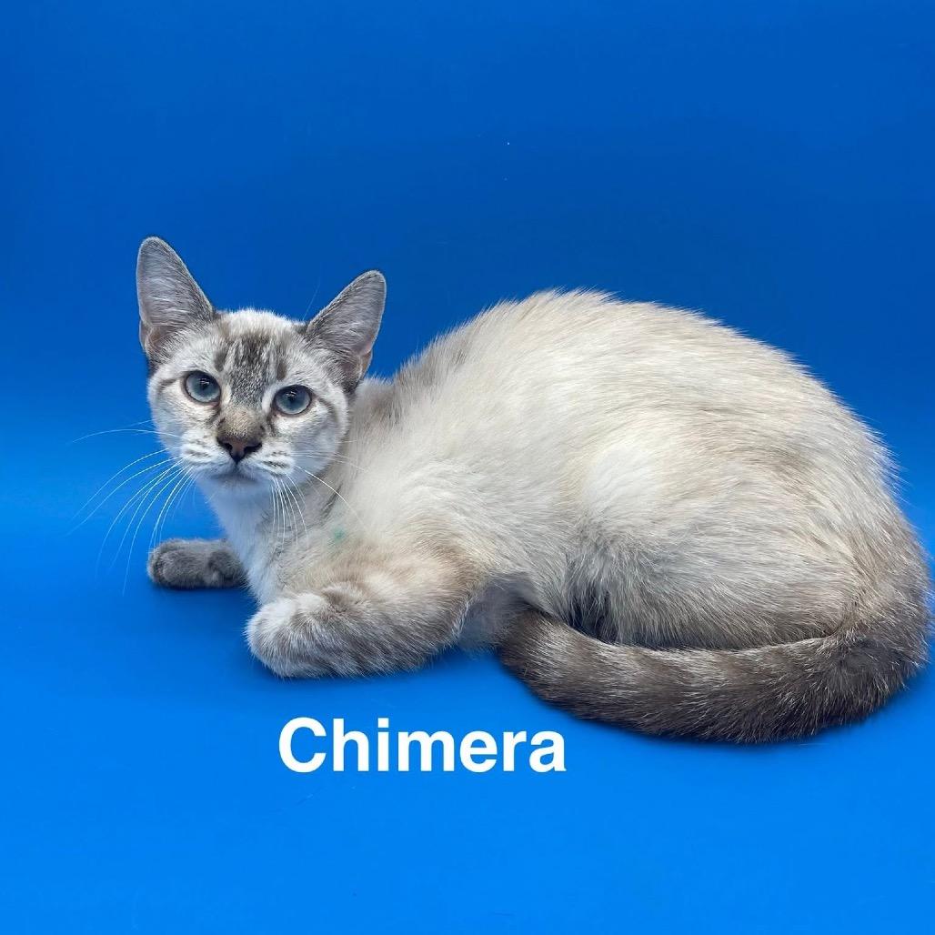 Enlarge Chimera, a Adoptable Siamese in Collinsville , OK image 1/2