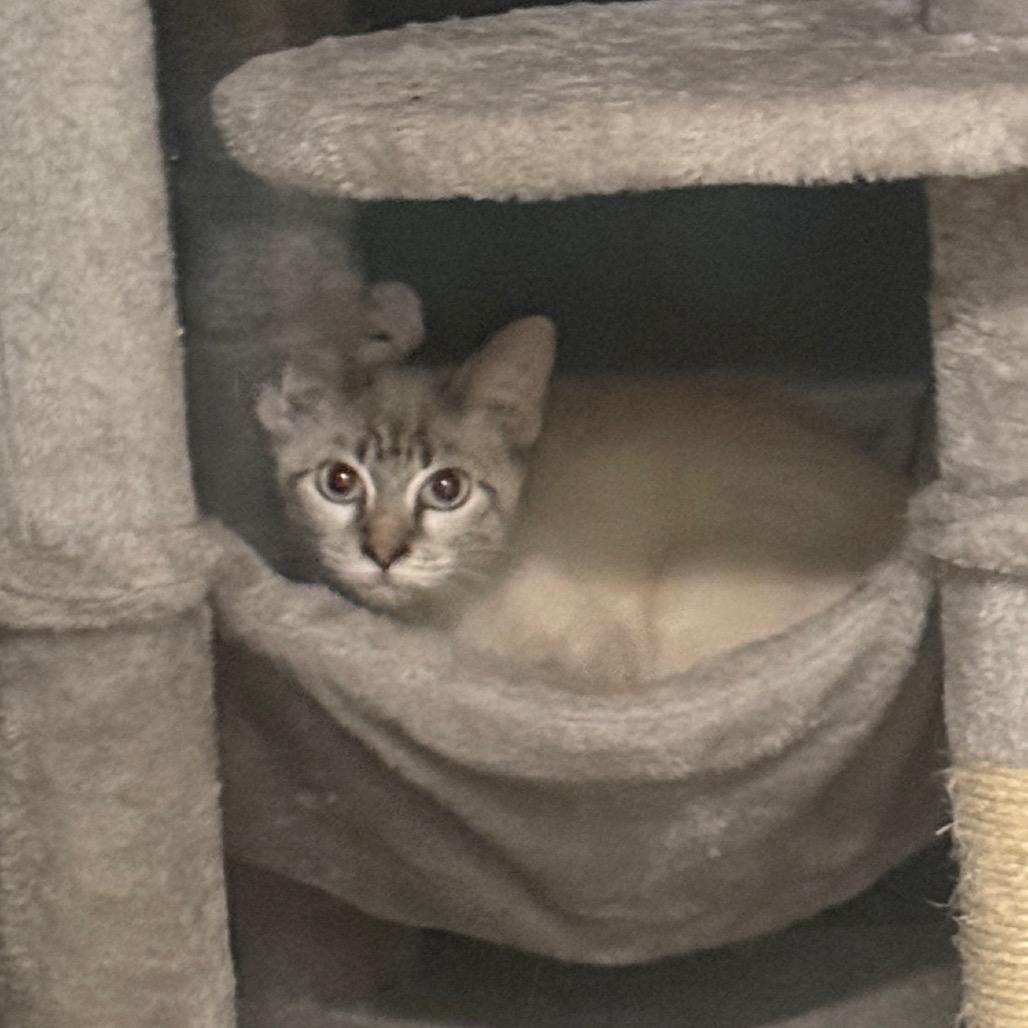 Enlarge Chimera, a Adoptable Siamese in Collinsville , OK image 2/2