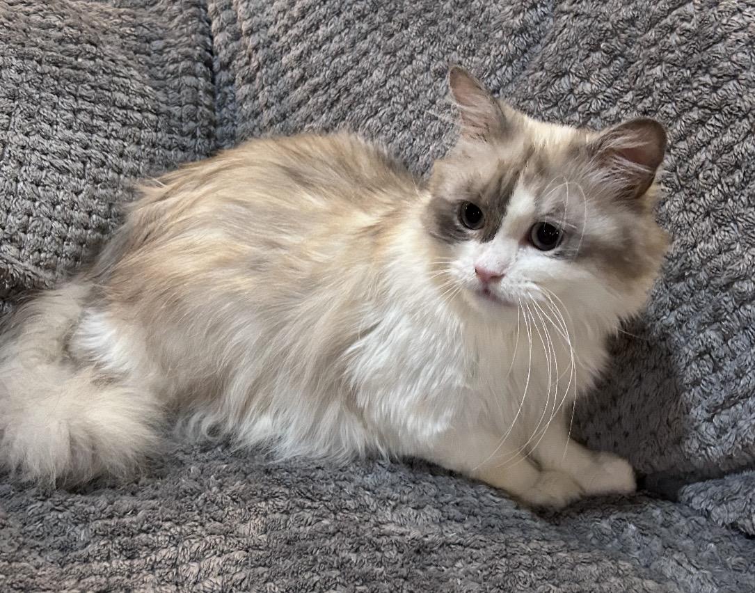 Biso, ADOPTABLE, Adult Male Ragdoll & Persian.