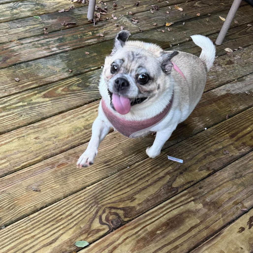 Auggie, Adoptable, Senior Female Pug & Mixed Breed.
