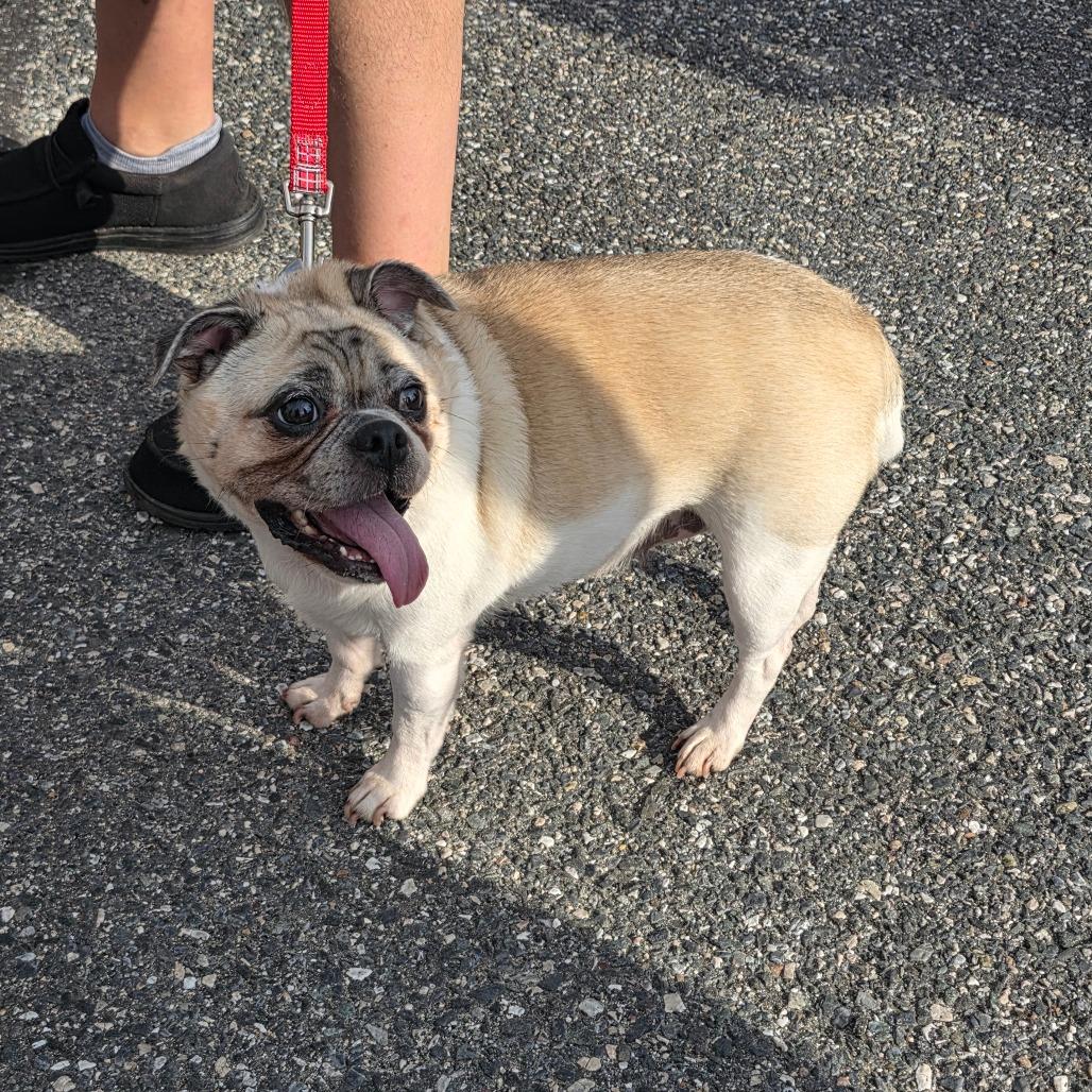 Enlarge Auggie, a Adoptable mixed breed in Jarrettsville, MD image 2/6