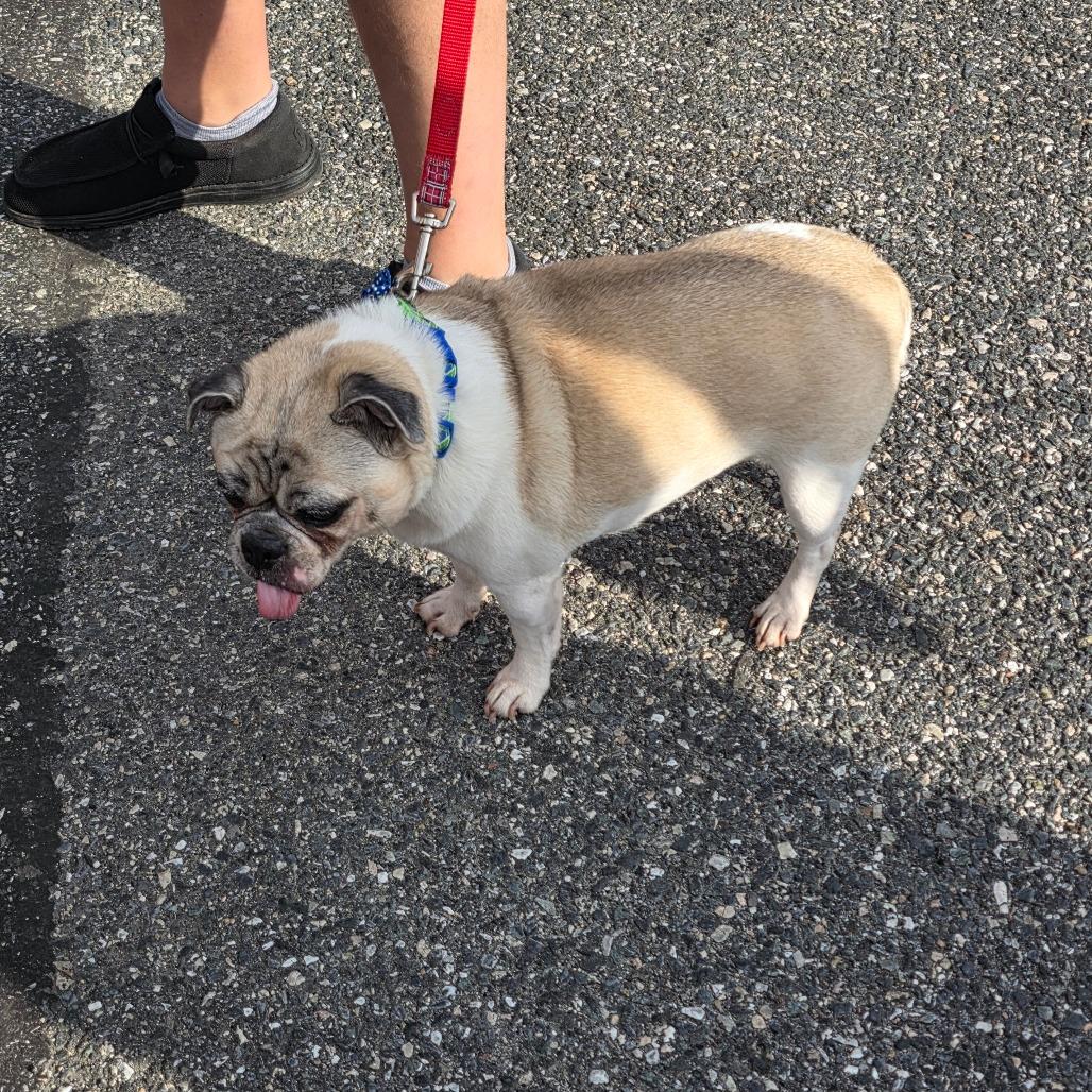 Enlarge Auggie, a Adoptable mixed breed in Jarrettsville, MD image 5/6