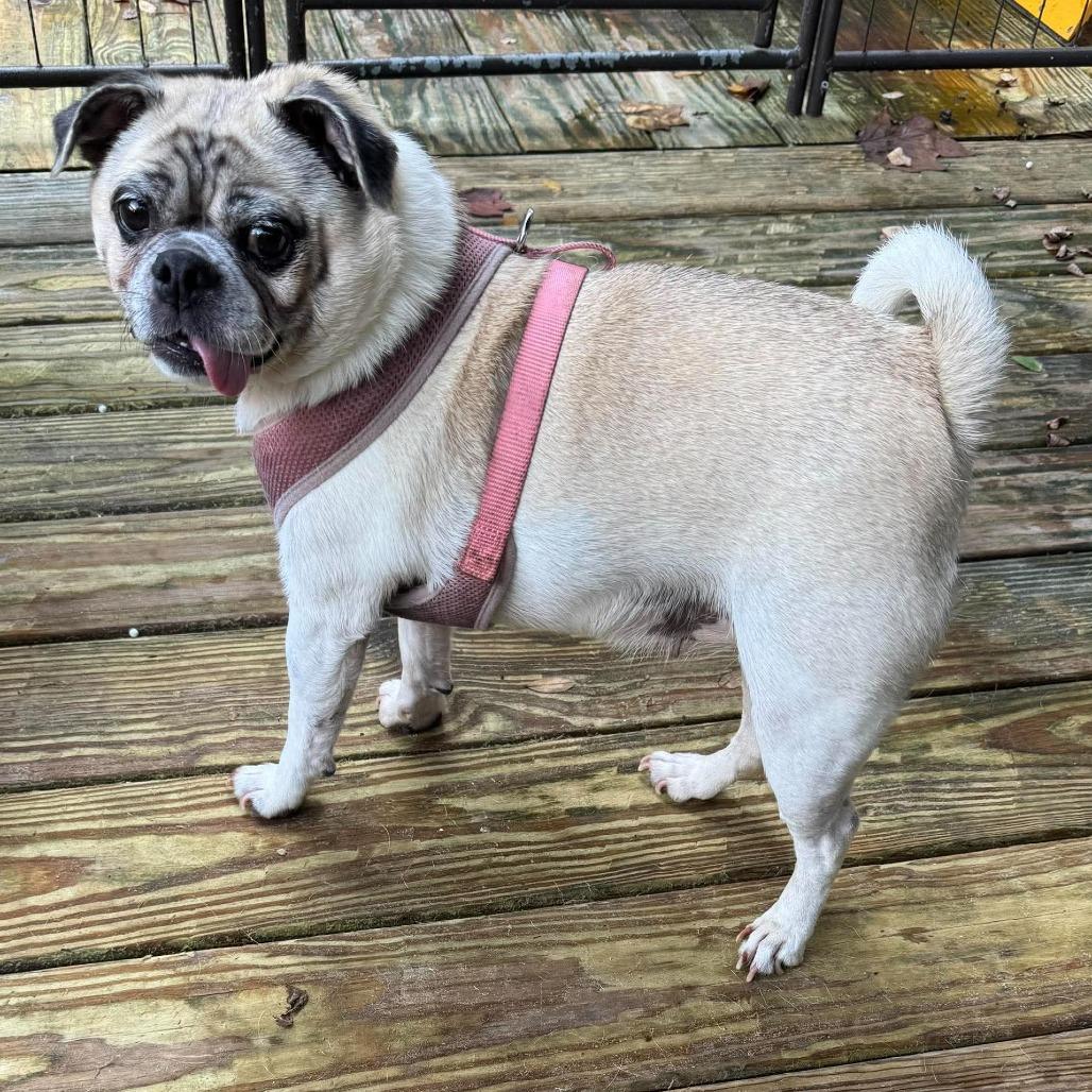 Enlarge Auggie, a Adoptable mixed breed in Jarrettsville, MD image 6/6