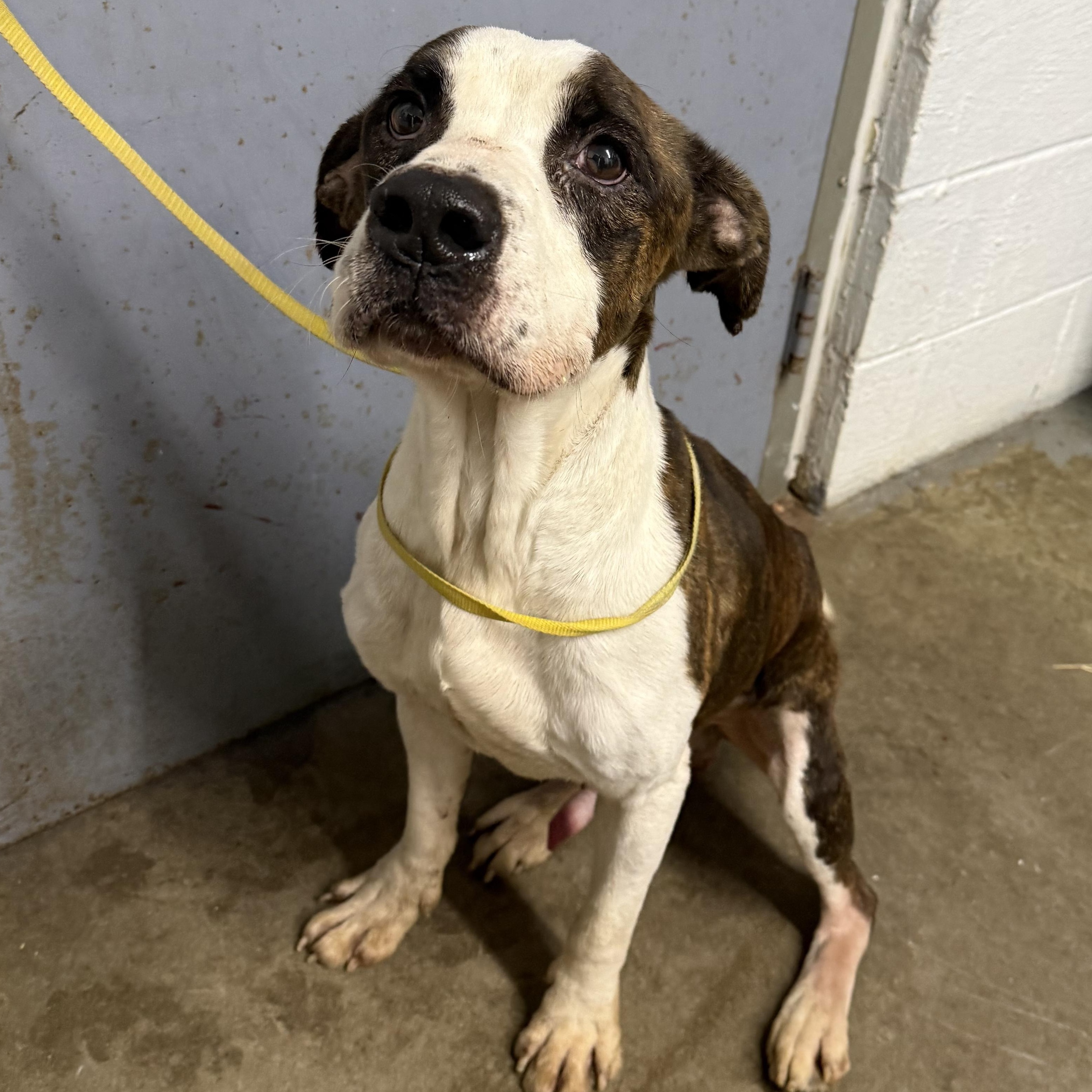 Enlarge Tank, a Adoptable mixed breed in Lewisburg, TN image 1/2