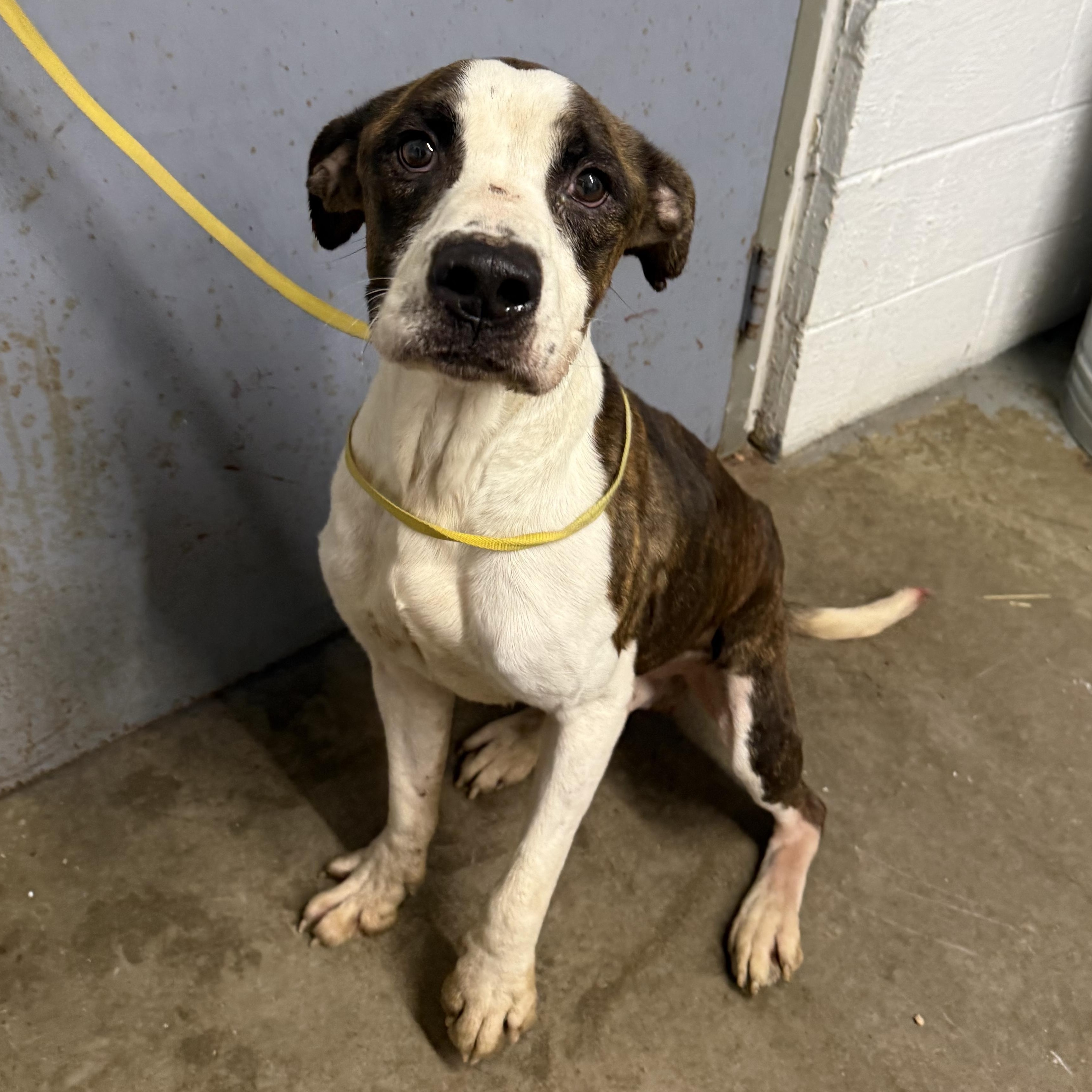 Enlarge Tank, a Adoptable mixed breed in Lewisburg, TN image 2/2