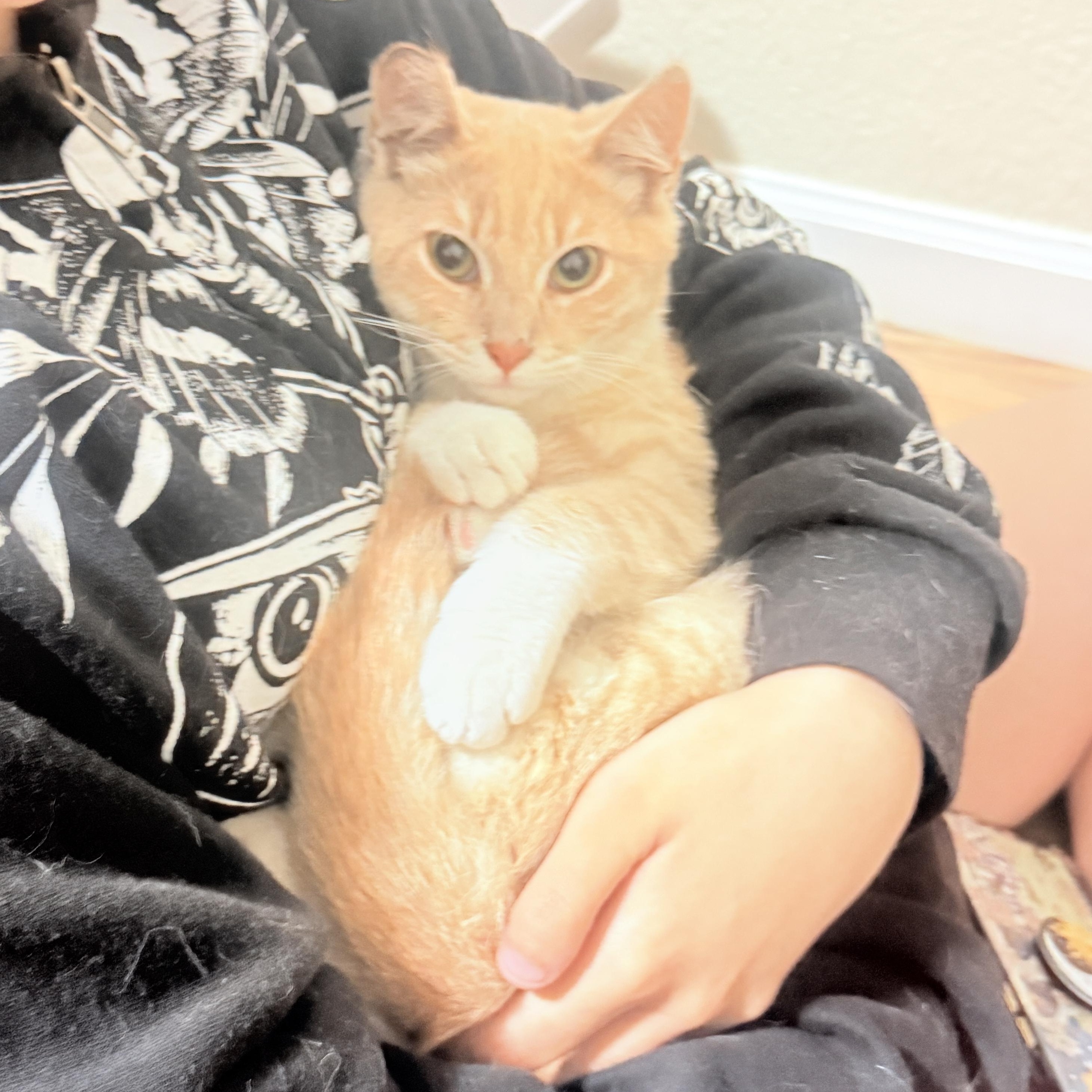 Enlarge Finn & Huck - bonded teen brothers, a ADOPTABLE Tabby in San Francisco, CA image 5/5