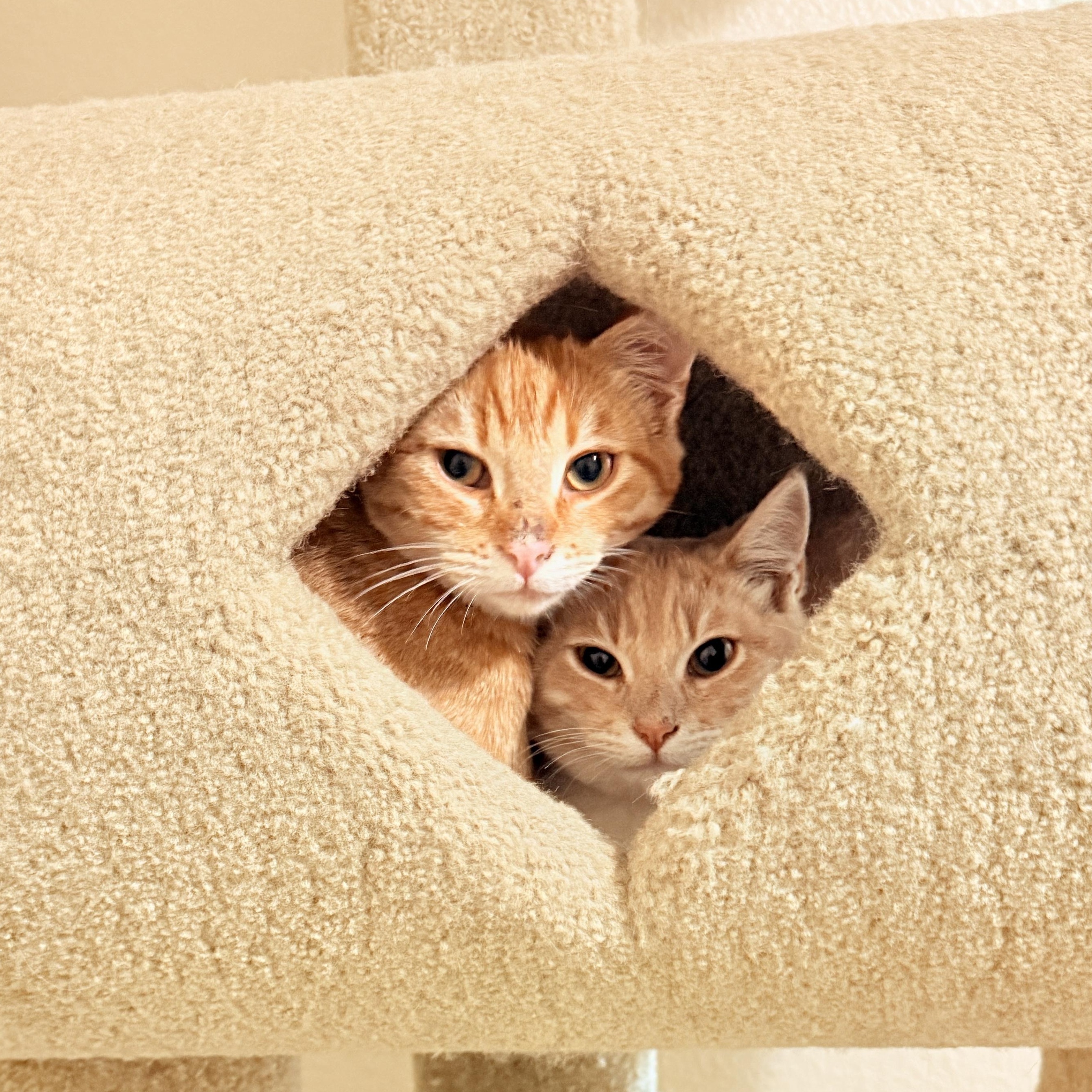 Enlarge Finn & Huck - bonded teen brothers, a ADOPTABLE Tabby in San Francisco, CA image 2/5