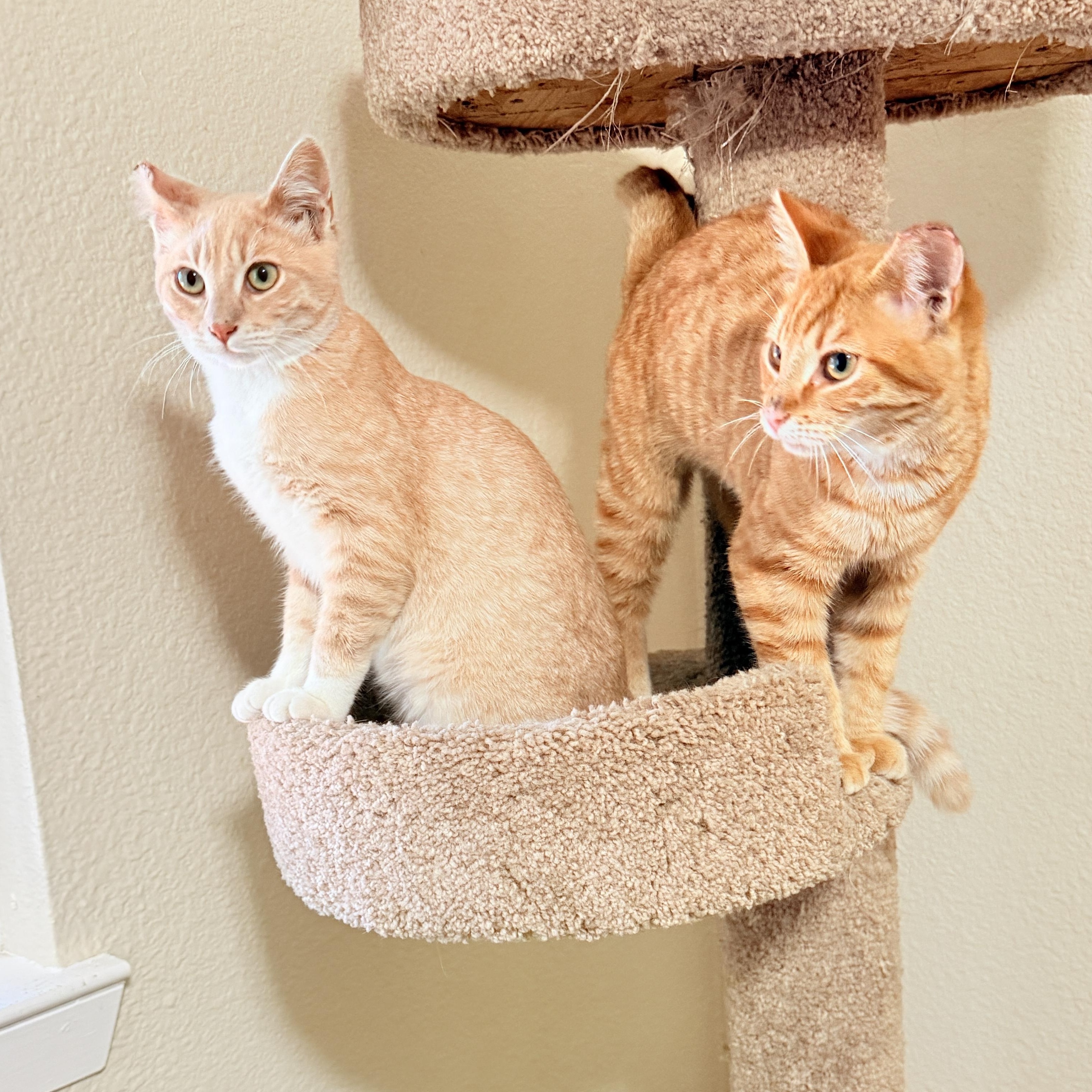 Enlarge Finn & Huck - bonded teen brothers, a ADOPTABLE Tabby in San Francisco, CA image 3/5