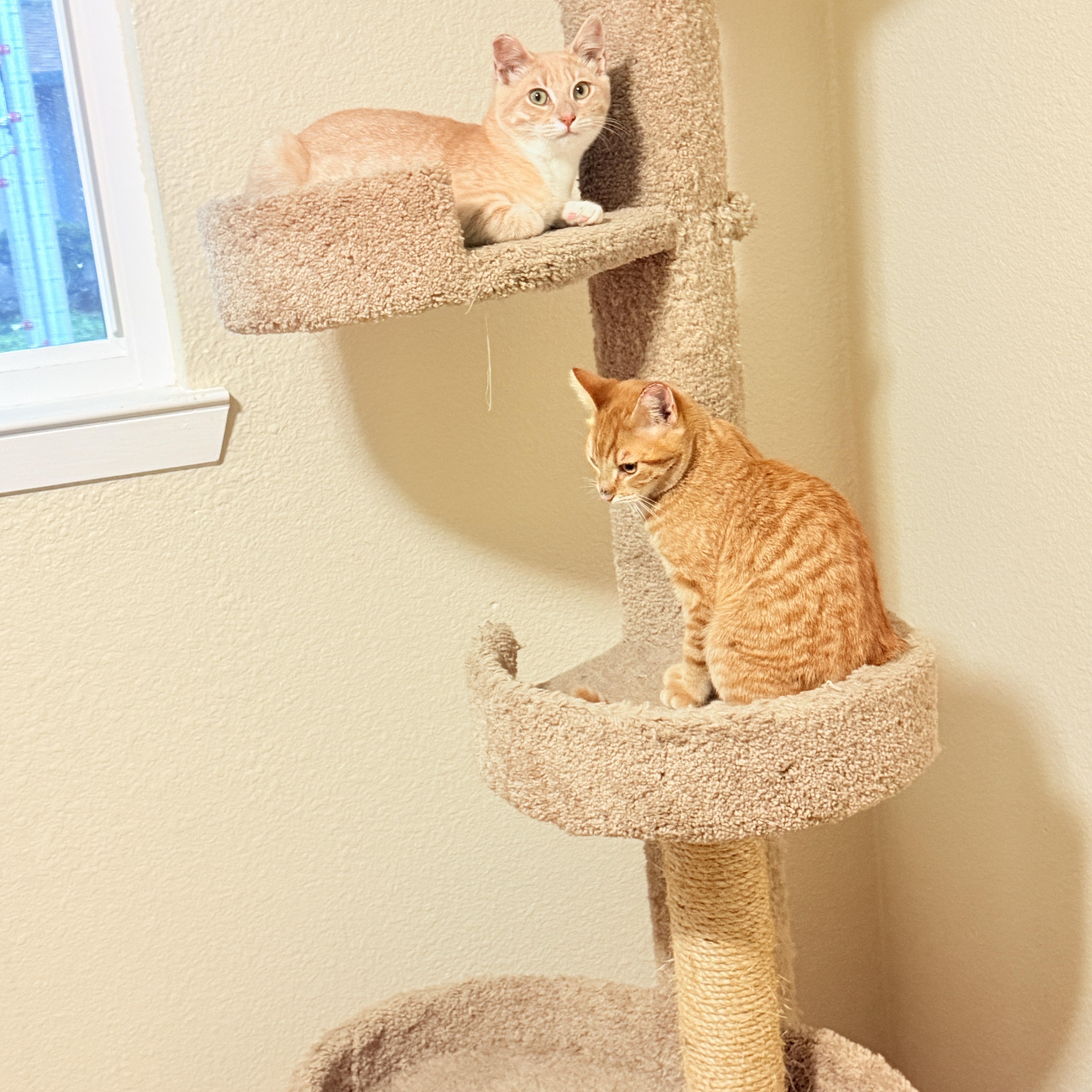 Enlarge Finn & Huck - bonded teen brothers, a ADOPTABLE Tabby in San Francisco, CA image 4/5