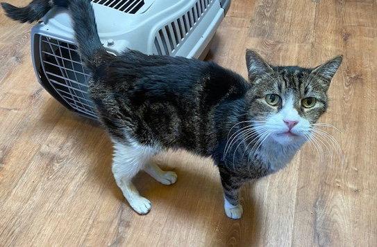 Neighbor, Adoptable, Adult Male Domestic Medium Hair.
