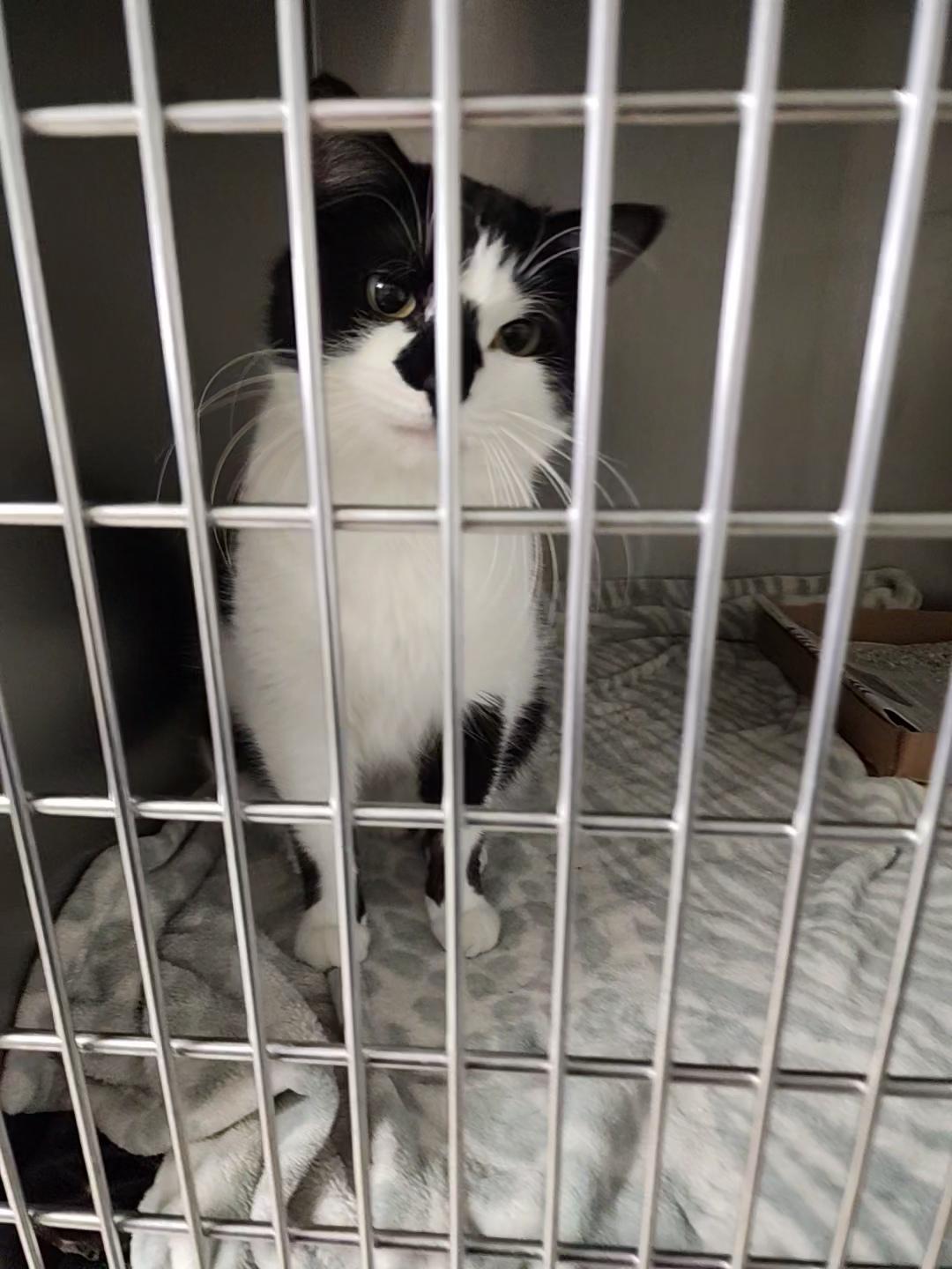 Holstein, Adopted, Adult Male American Shorthair.