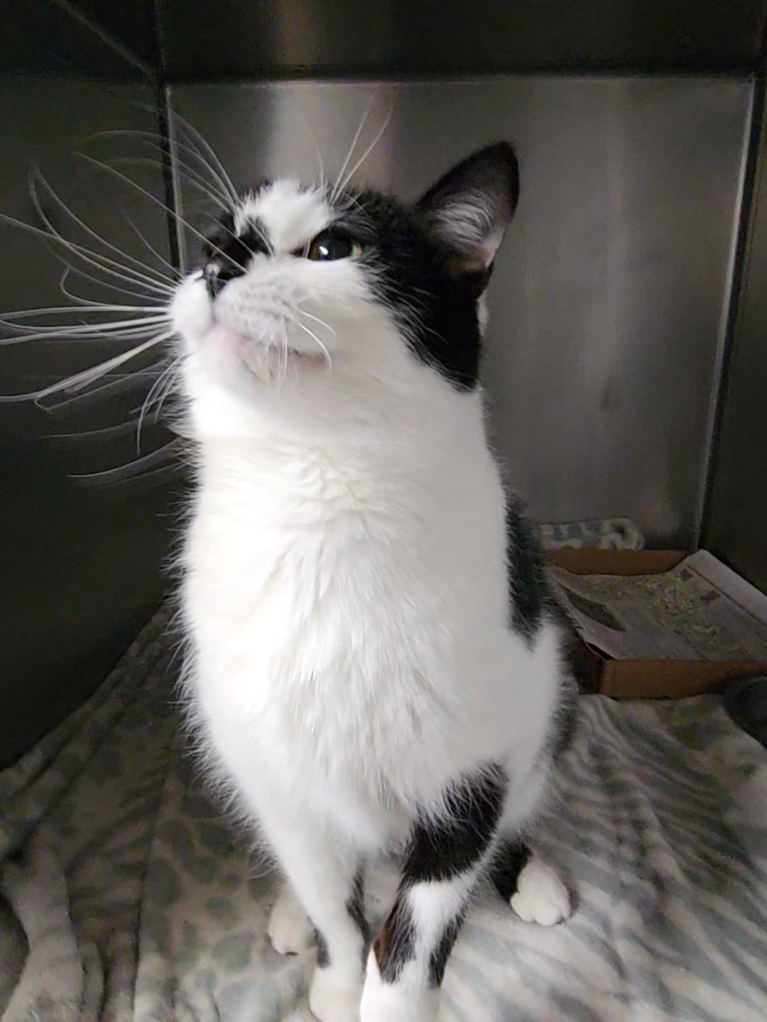 Enlarge Holstein, a Adopted American Shorthair in Marinette, WI image 2/3