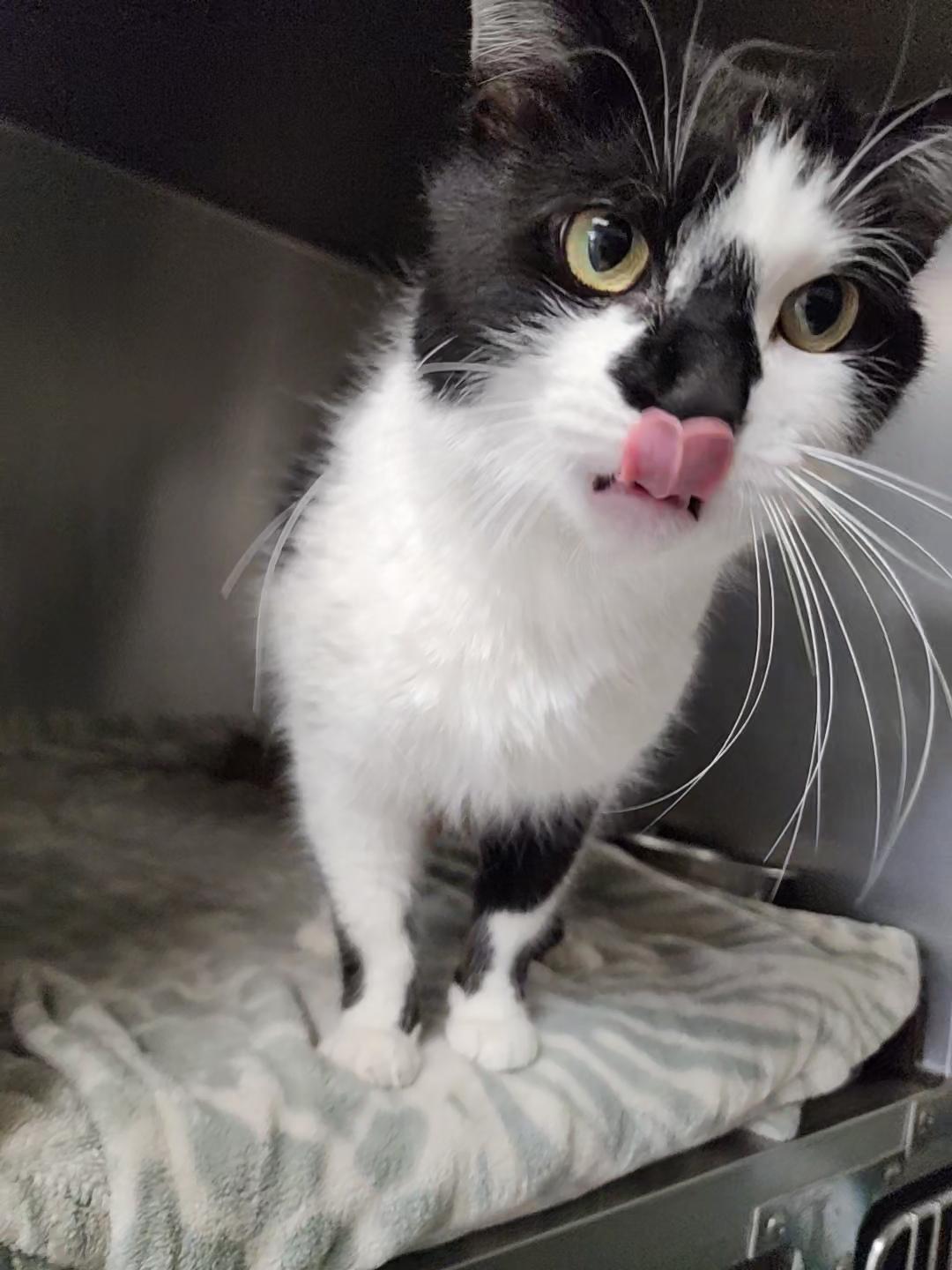 Enlarge Holstein, a Adopted American Shorthair in Marinette, WI image 3/3