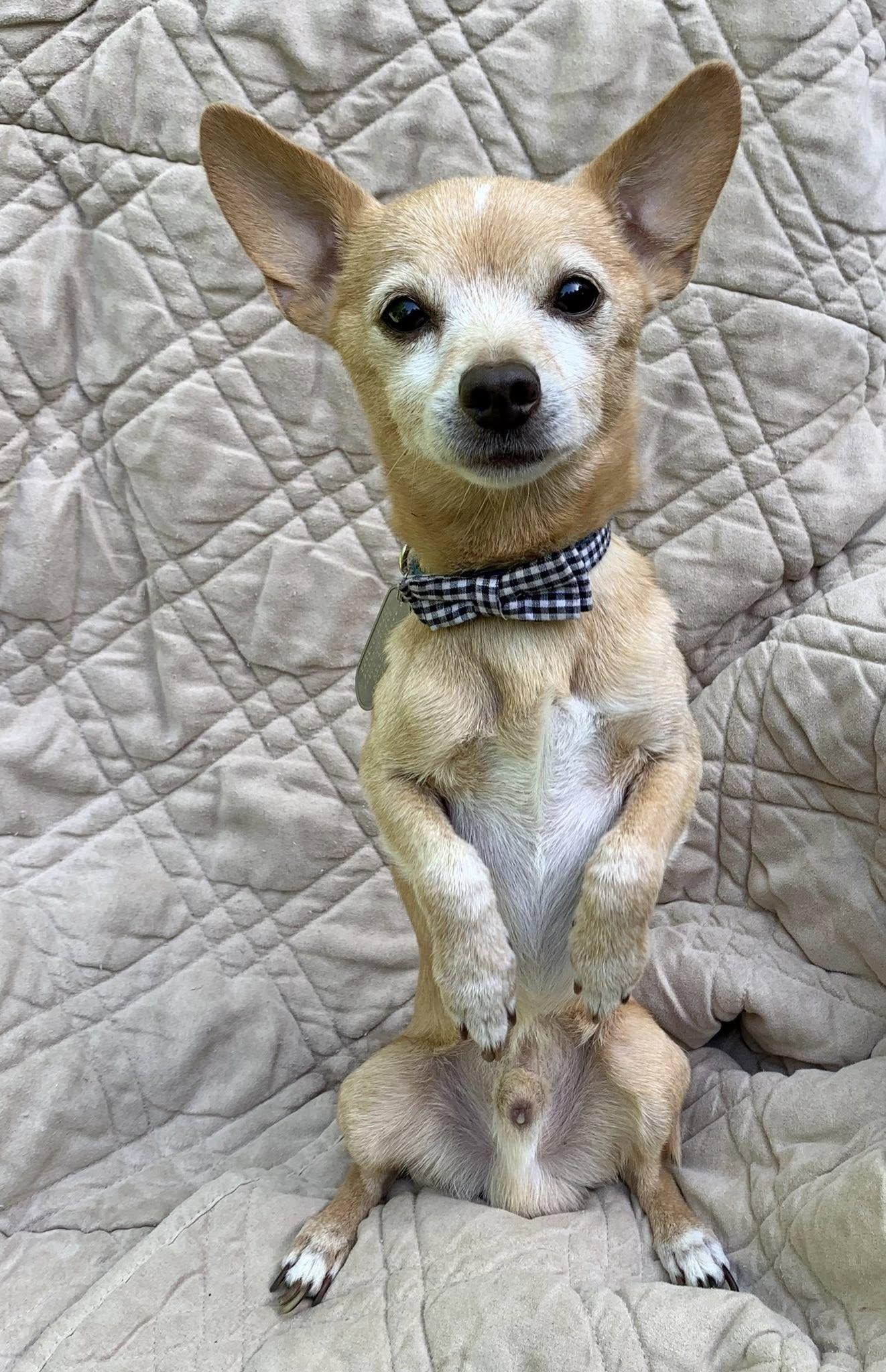 Maybry, an adopted Chihuahua in Dayton, OH image 3/4