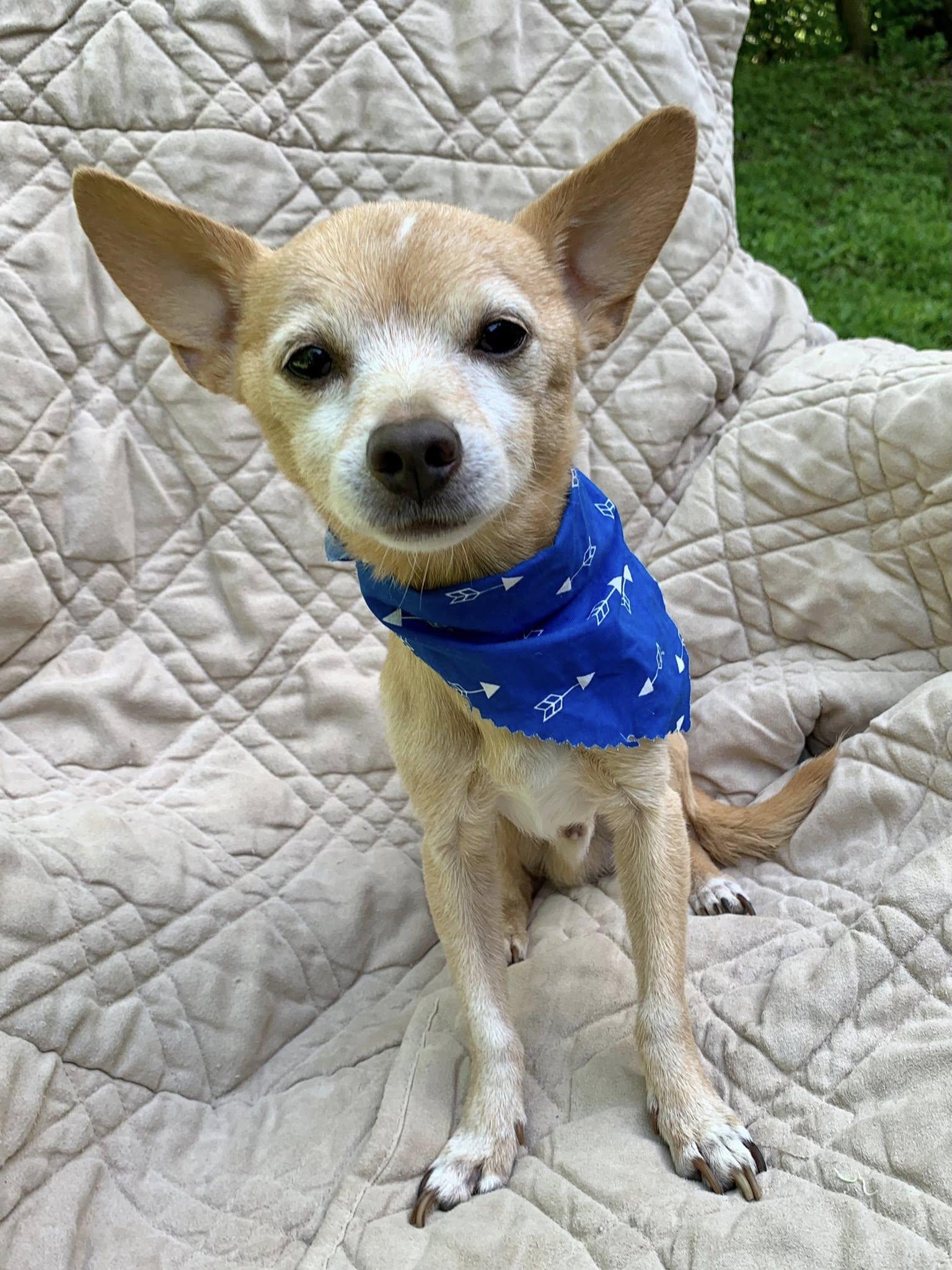 Maybry, an adopted Chihuahua in Dayton, OH image 2/4