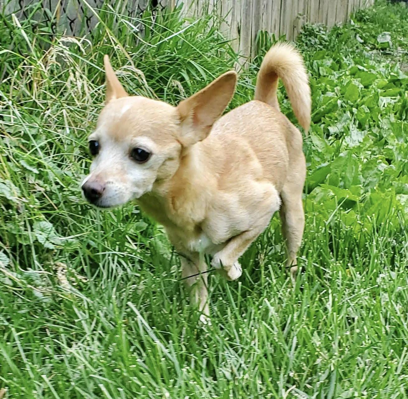Maybry, an adopted Chihuahua in Dayton, OH image 4/4