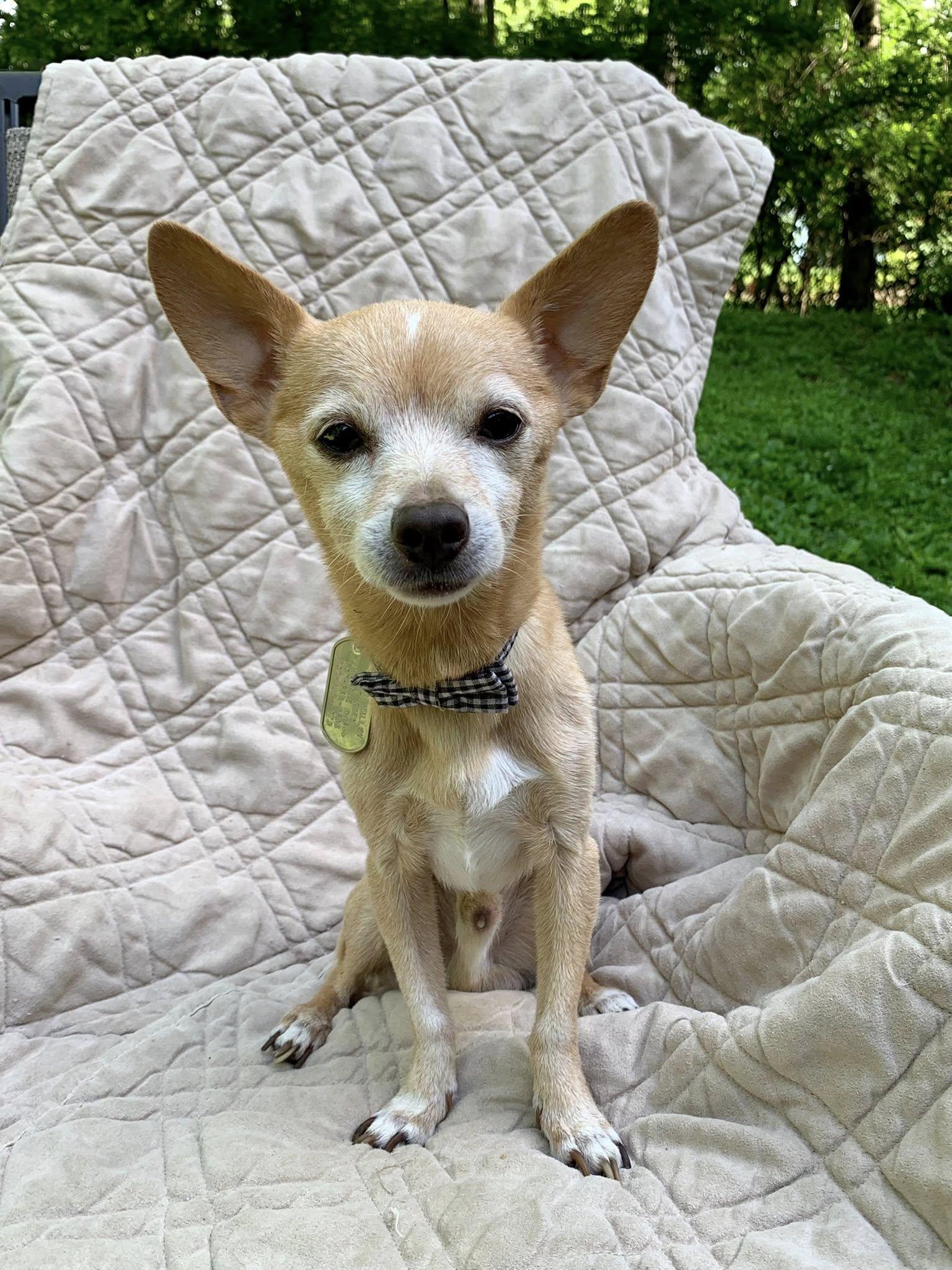 Maybry, an adopted Chihuahua in Dayton, OH image 1/4