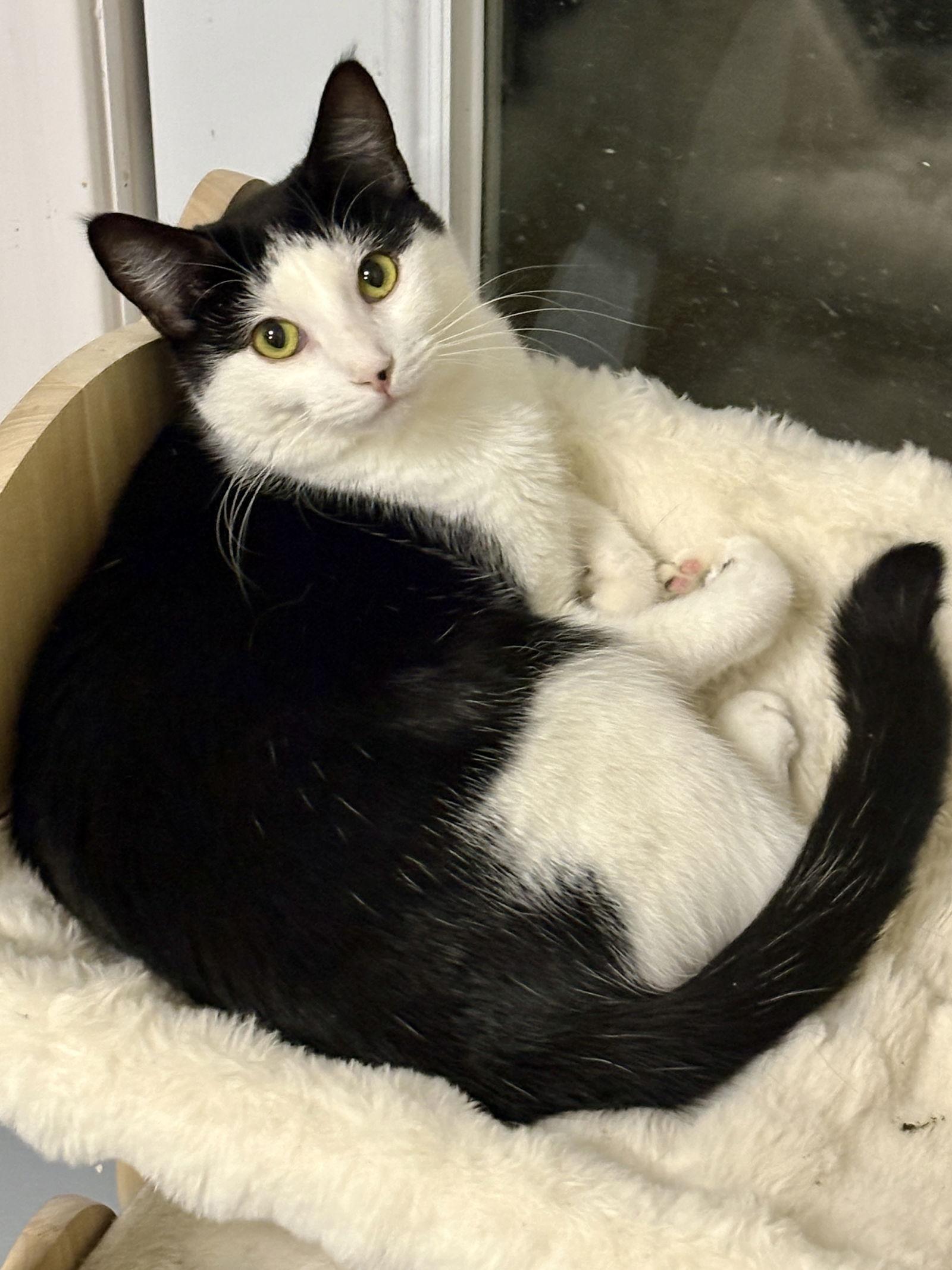 Dill, Adoptable, Young Female Domestic Short Hair.