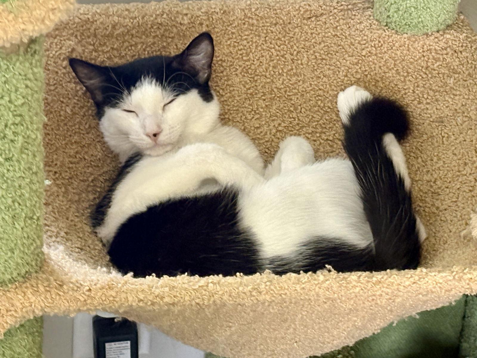 Enlarge Dill, a Adoptable Domestic Short Hair in Phoenix, AZ image 1/3