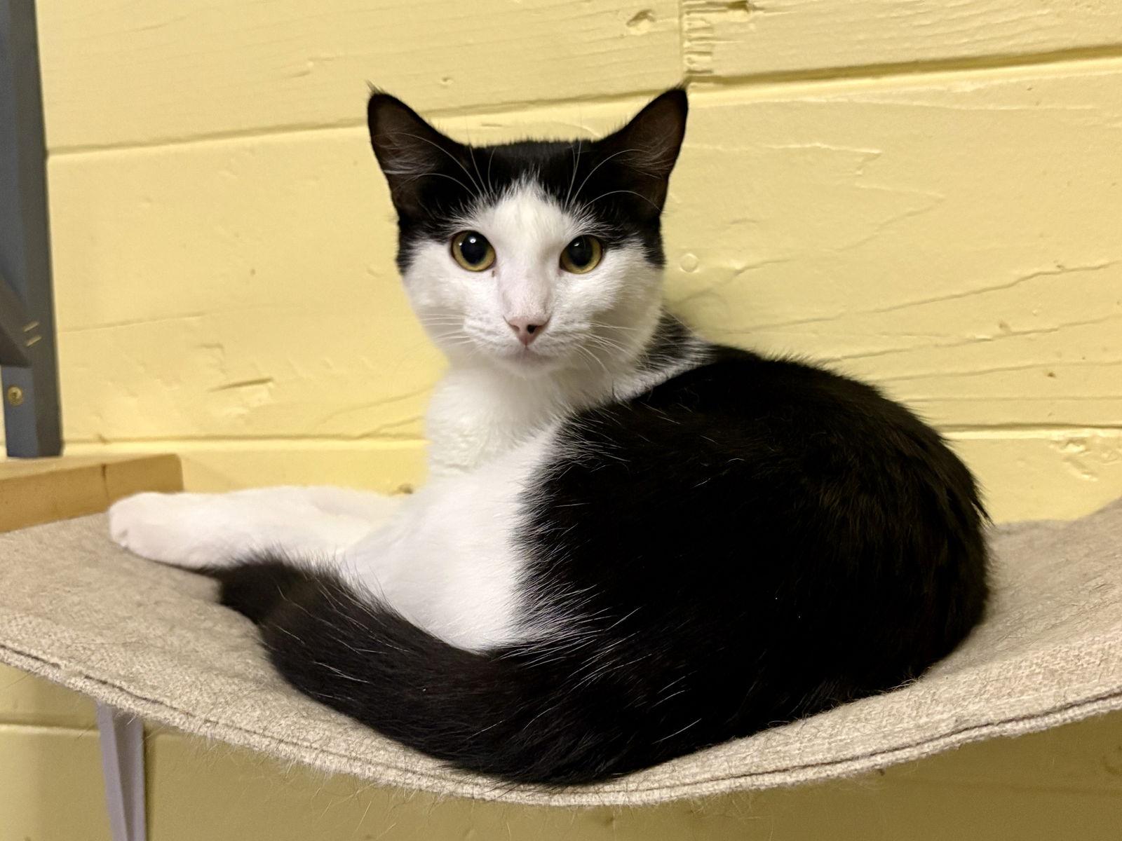 Enlarge Dill, a Adoptable Domestic Short Hair in Phoenix, AZ image 2/3