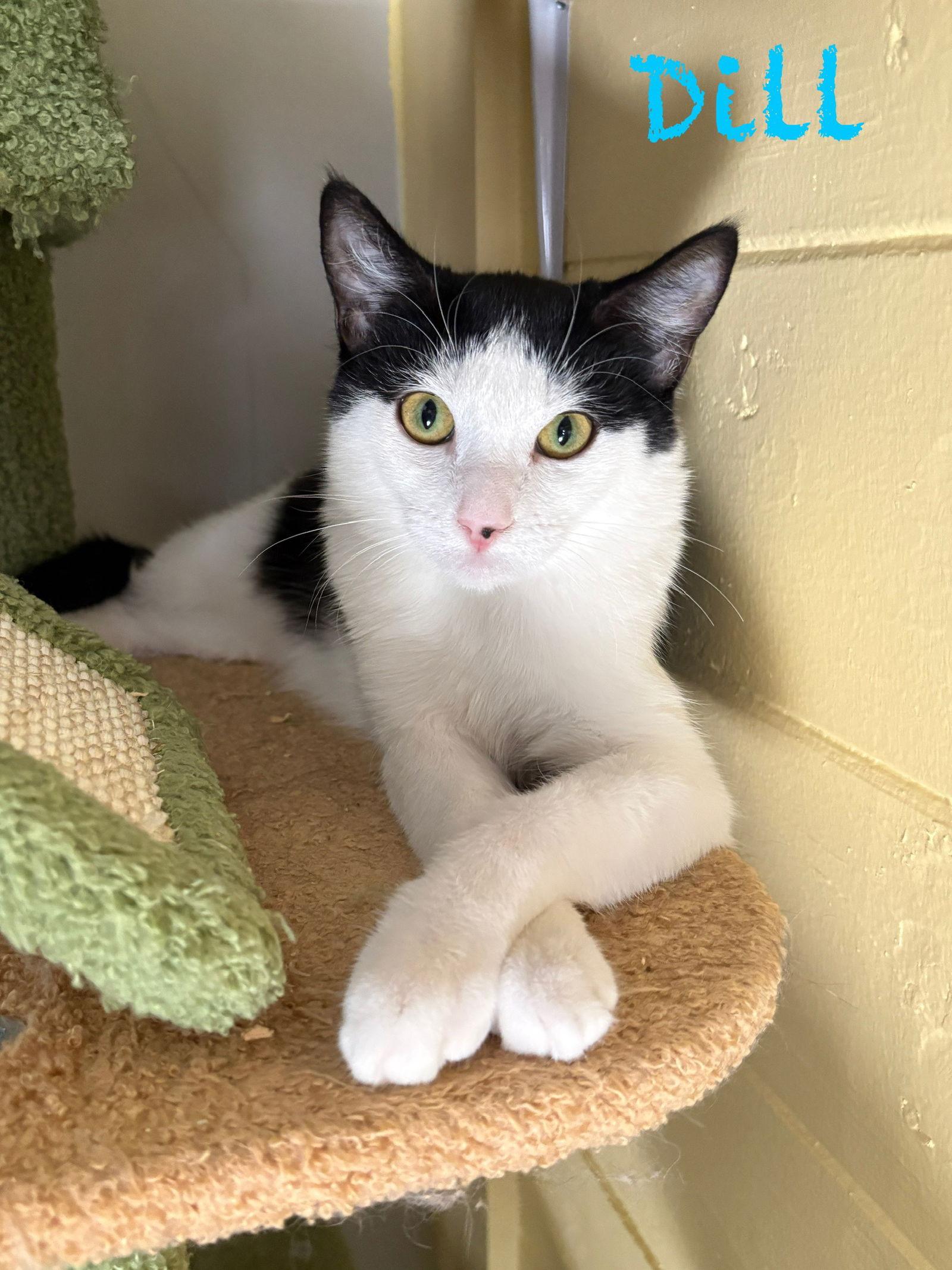 Enlarge Dill, a Adoptable Domestic Short Hair in Phoenix, AZ image 3/3