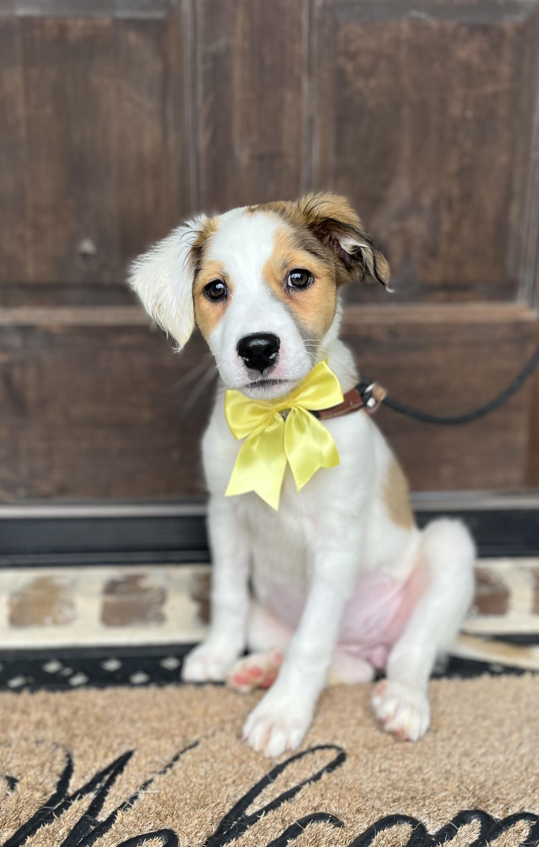 Topaz, an adopted mixed breed in Mendham, NJ image 4/5