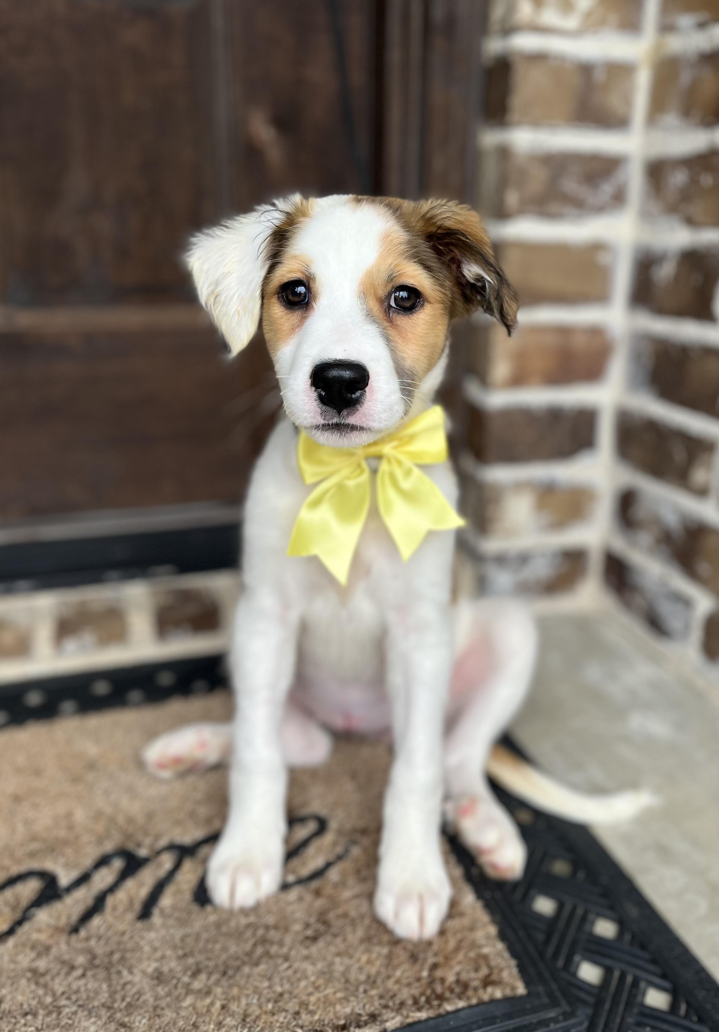 Topaz, adopted, Puppy Female Australian Shepherd & Great Pyrenees.