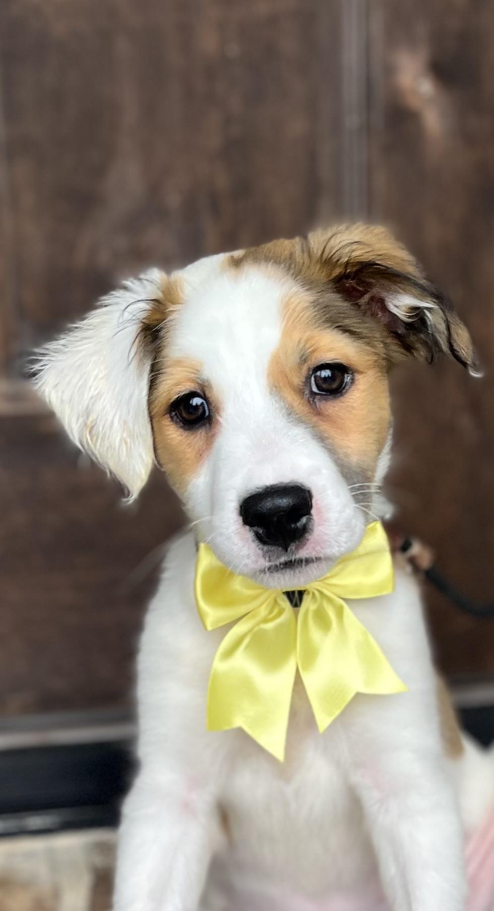 Topaz, an adopted mixed breed in Mendham, NJ image 2/5