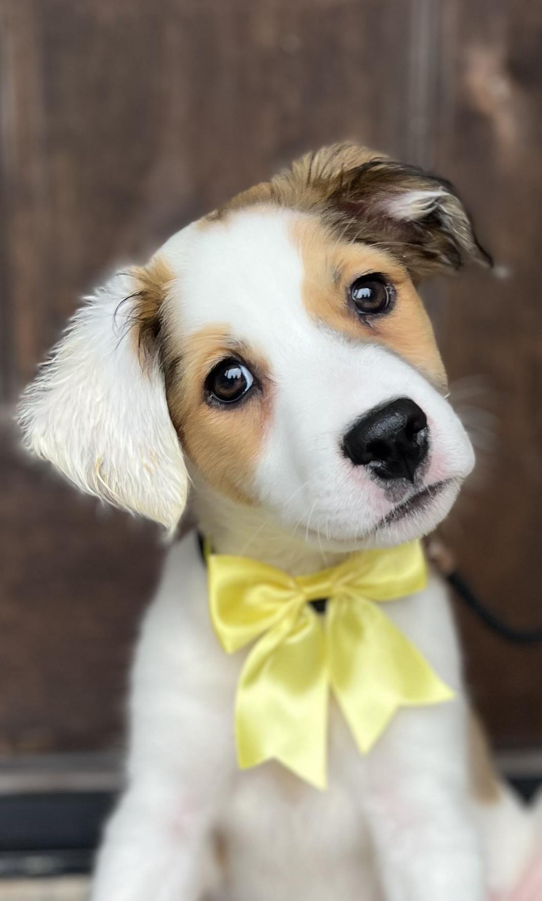 Topaz, an adopted mixed breed in Mendham, NJ image 5/5