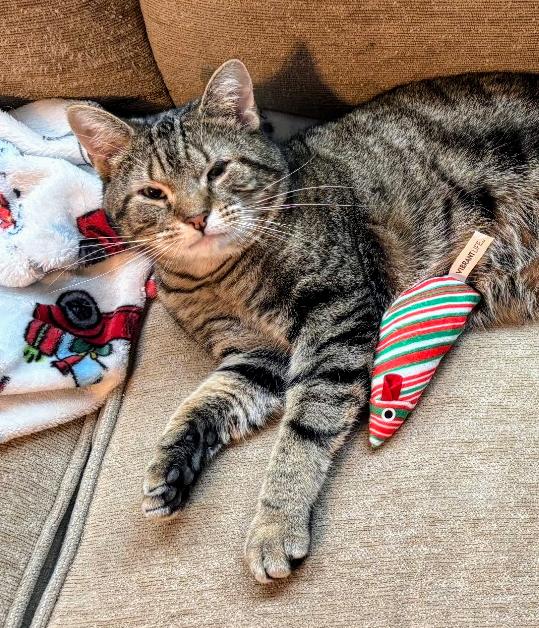 Enlarge Buddy, a Adoptable Domestic Short Hair in Cincinnati, OH image 2/3