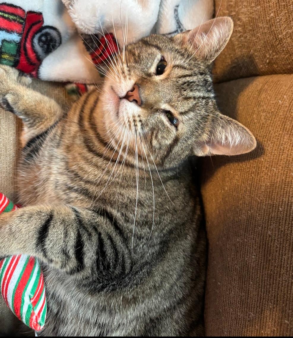 Enlarge Buddy, a Adoptable Domestic Short Hair in Cincinnati, OH image 3/3