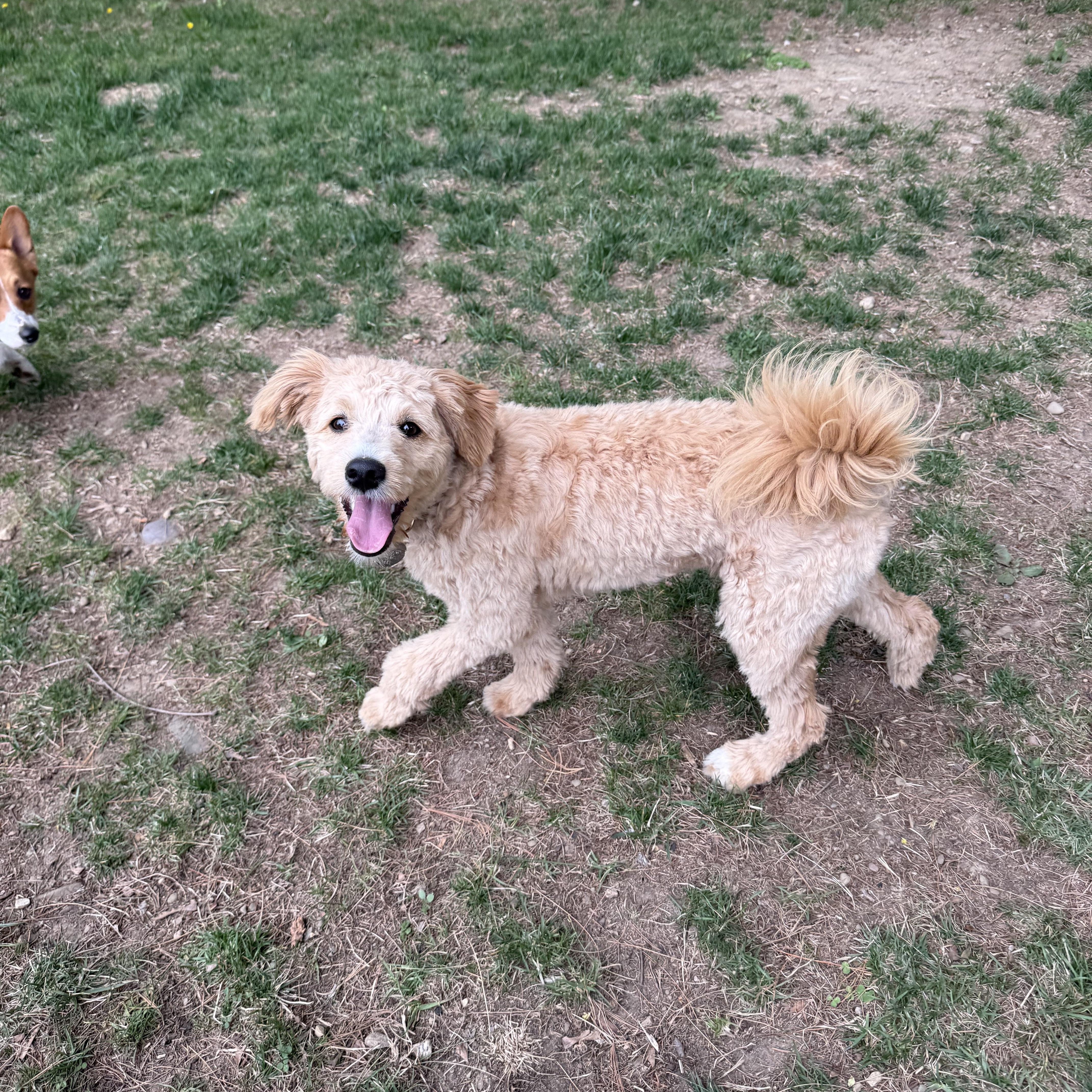 Enlarge Dolly, a ADOPTABLE mixed breed in Delmar, NY image 3/3