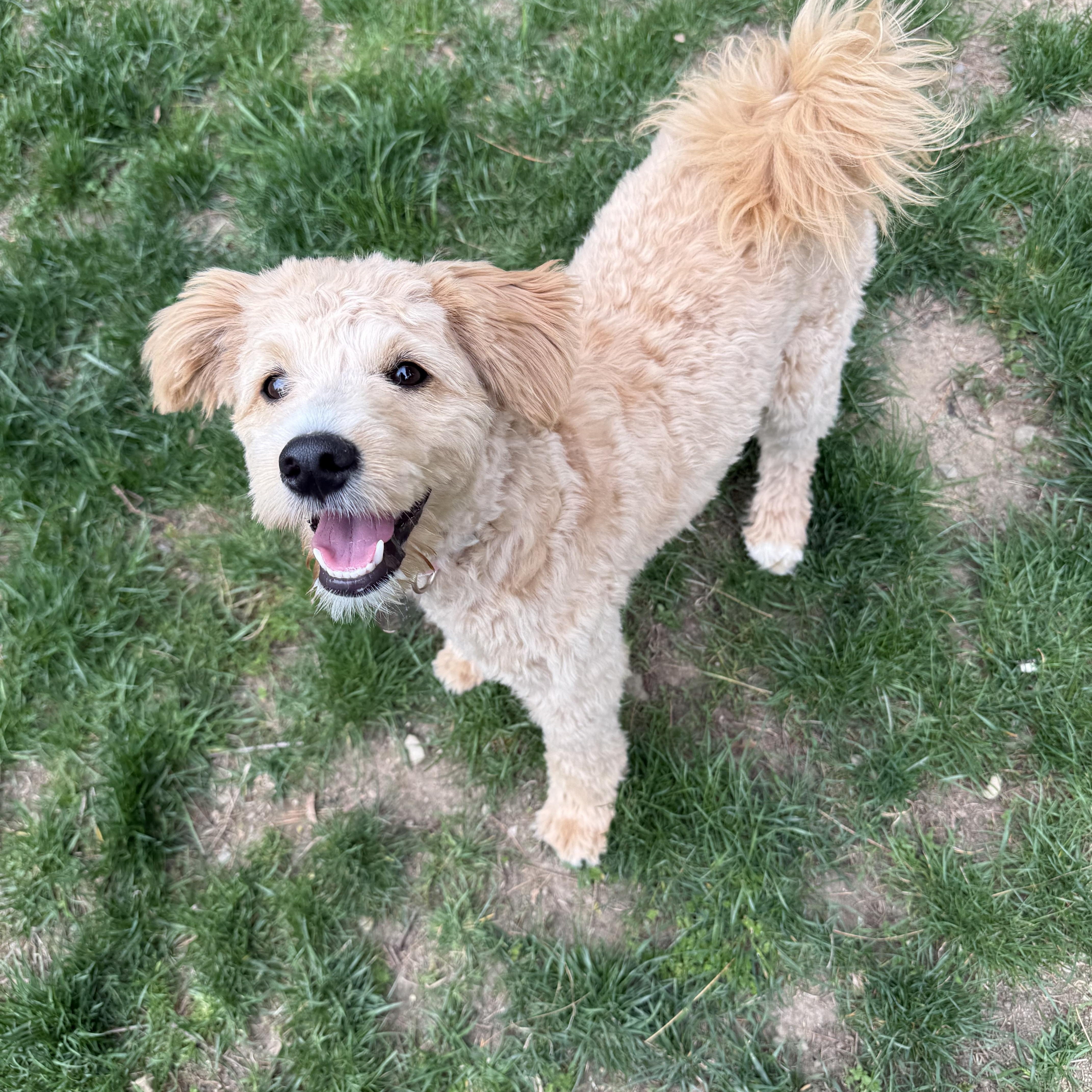 Enlarge Dolly, a ADOPTABLE mixed breed in Delmar, NY image 1/3