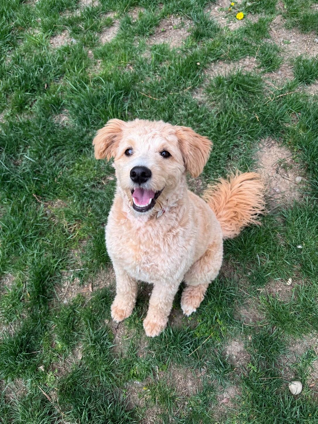 Enlarge Dolly, a ADOPTABLE mixed breed in Delmar, NY image 2/3