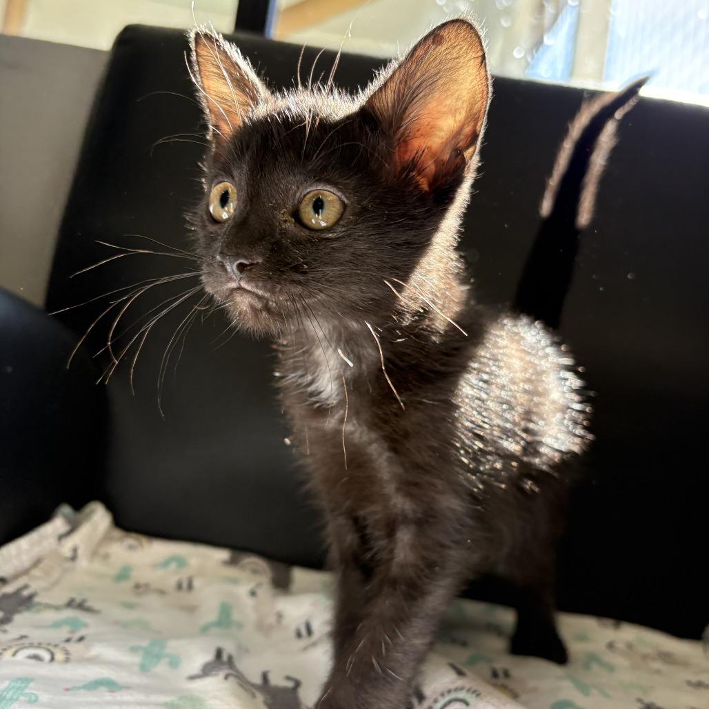 Vader, Adoptable, Kitten Male Domestic Short Hair.