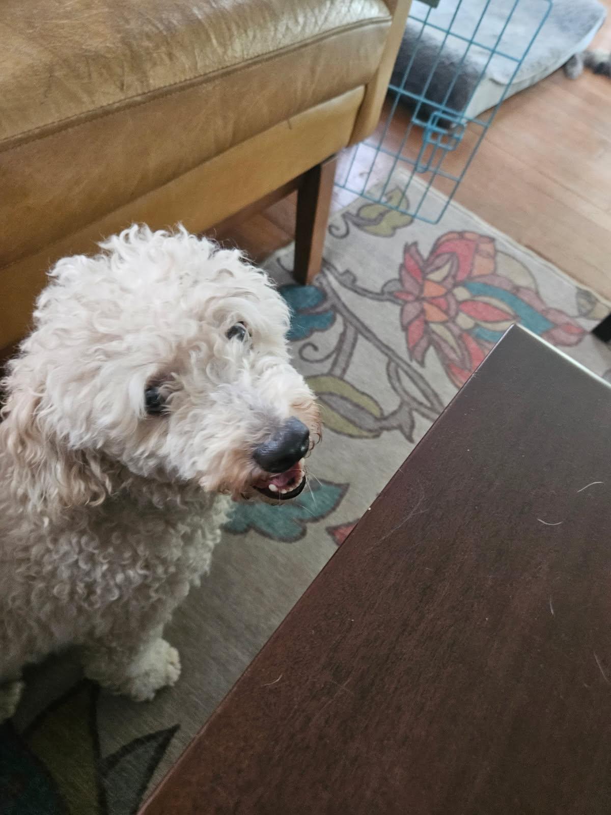 Junior, Adopted, Adult Male Poodle.