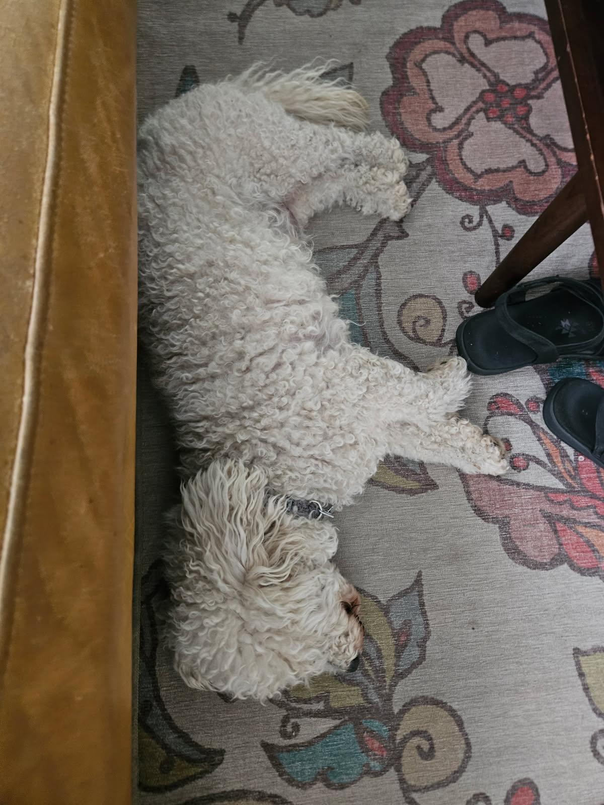 Junior, a Adopted Poodle in Fort Collins, CO image 2/3