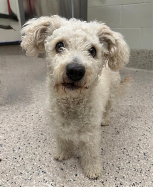 Junior, a Adopted Poodle in Fort Collins, CO image 3/3