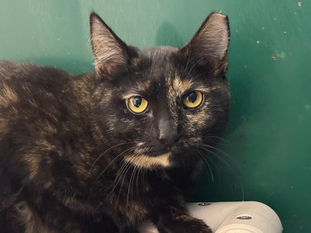 Piri Piri, Adoptable, Young Female Dilute Tortoiseshell.