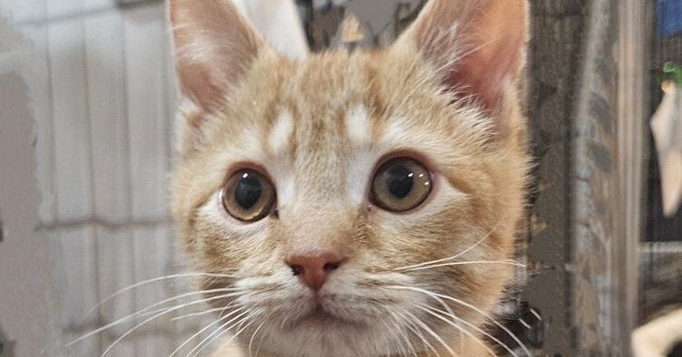 Valentino thumbnail 2