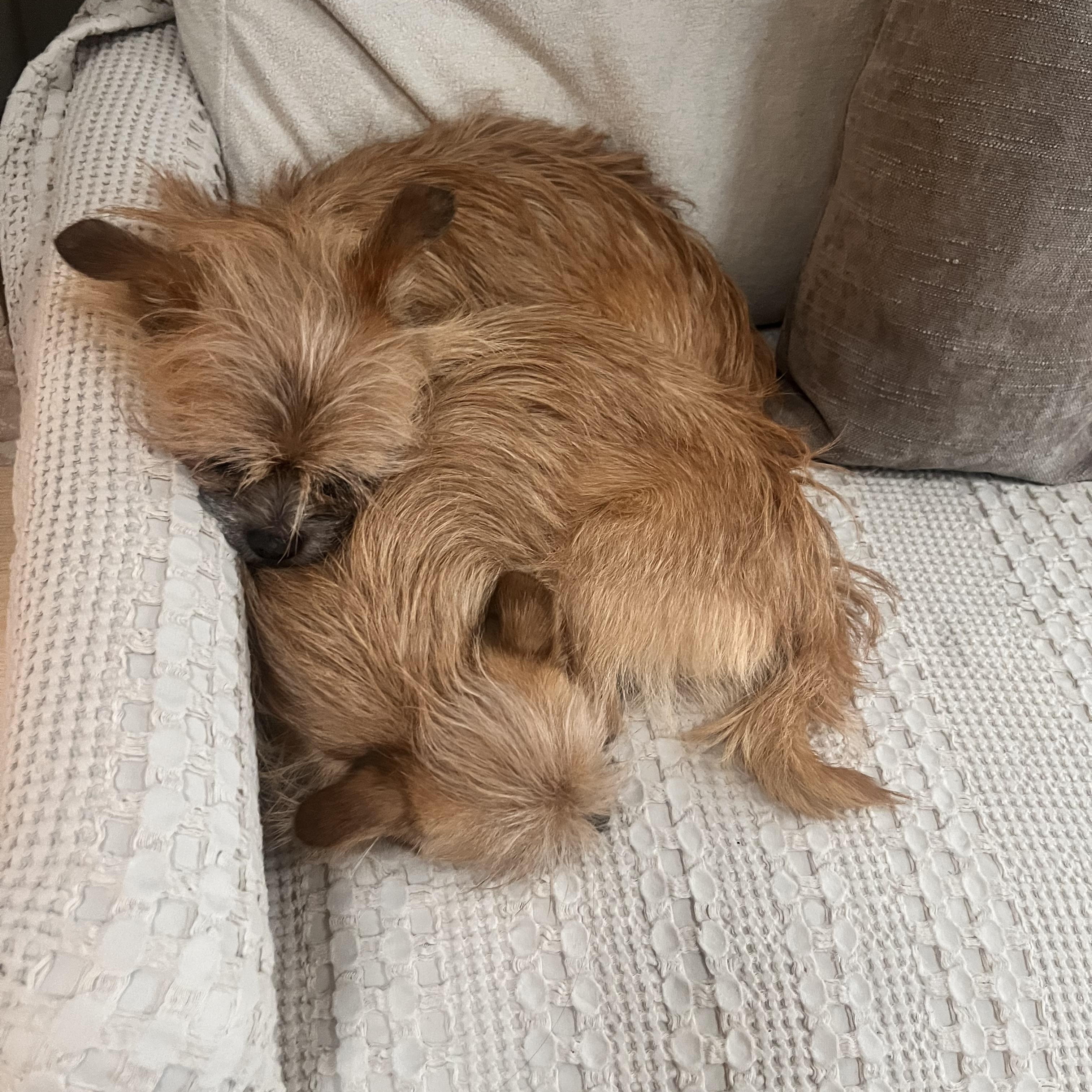 Saes and Jerry, an adopted mixed breed in Mount Prospect, IL image 3/6