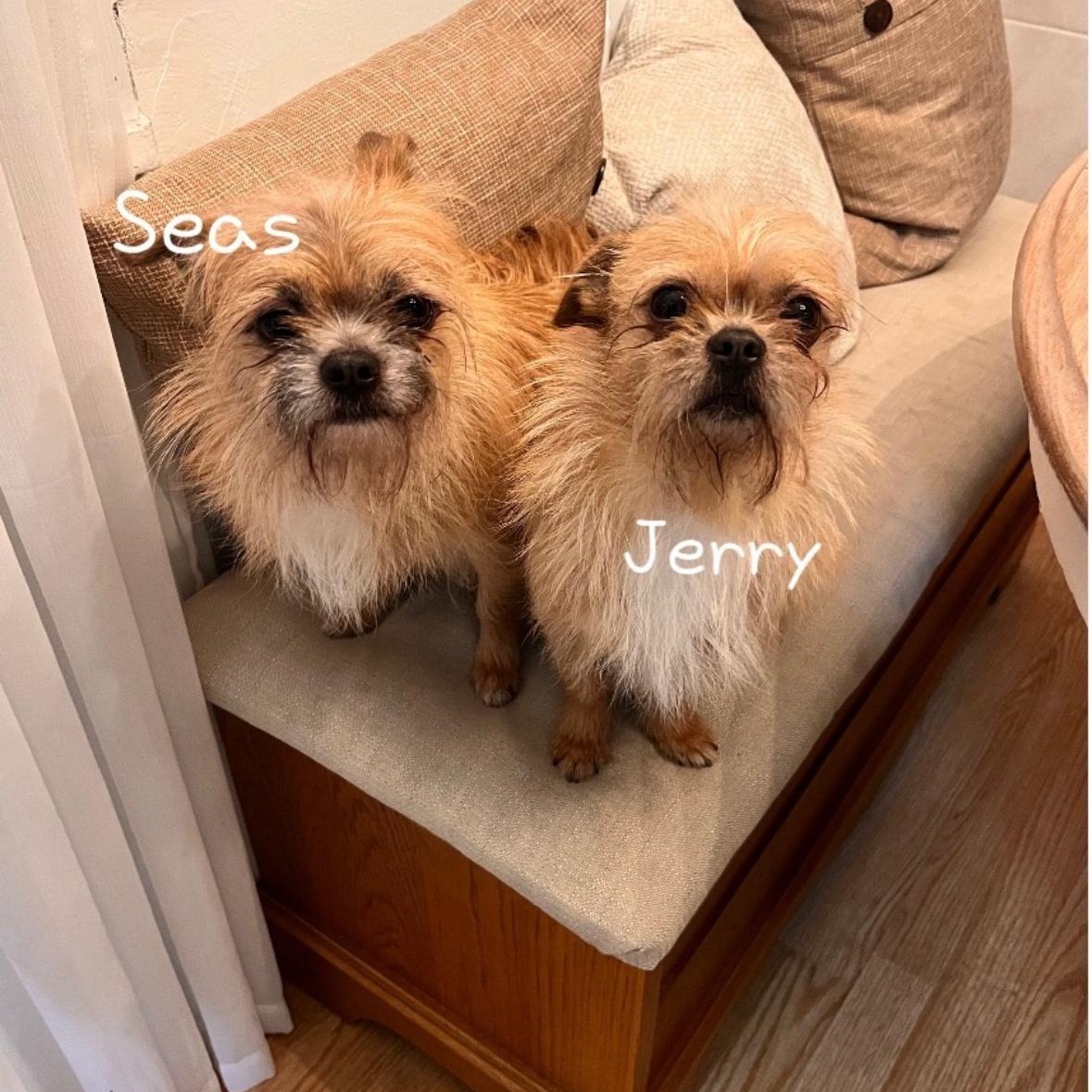 Saes and Jerry, an adopted mixed breed in Mount Prospect, IL image 2/6