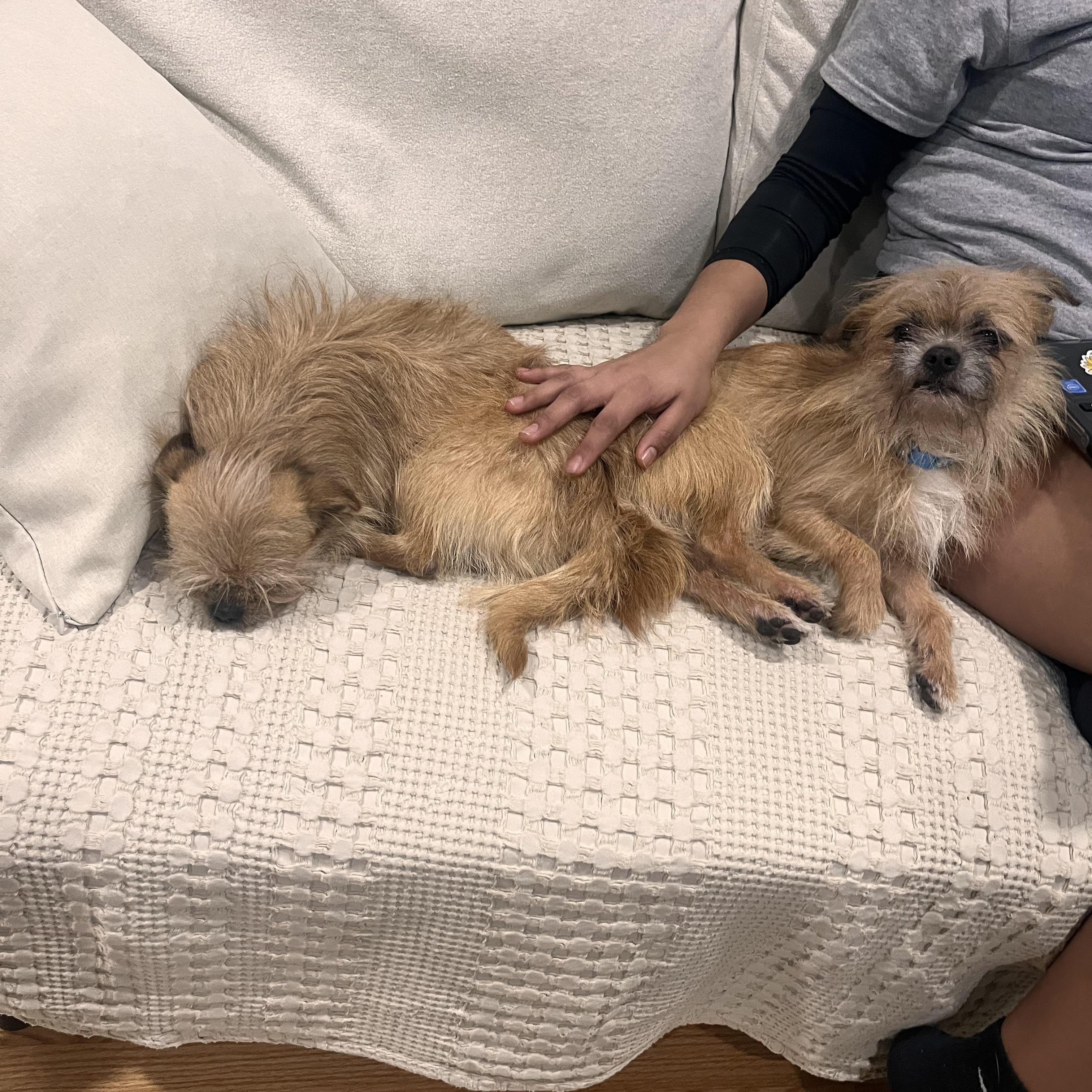 Saes and Jerry, an adopted mixed breed in Mount Prospect, IL image 6/6