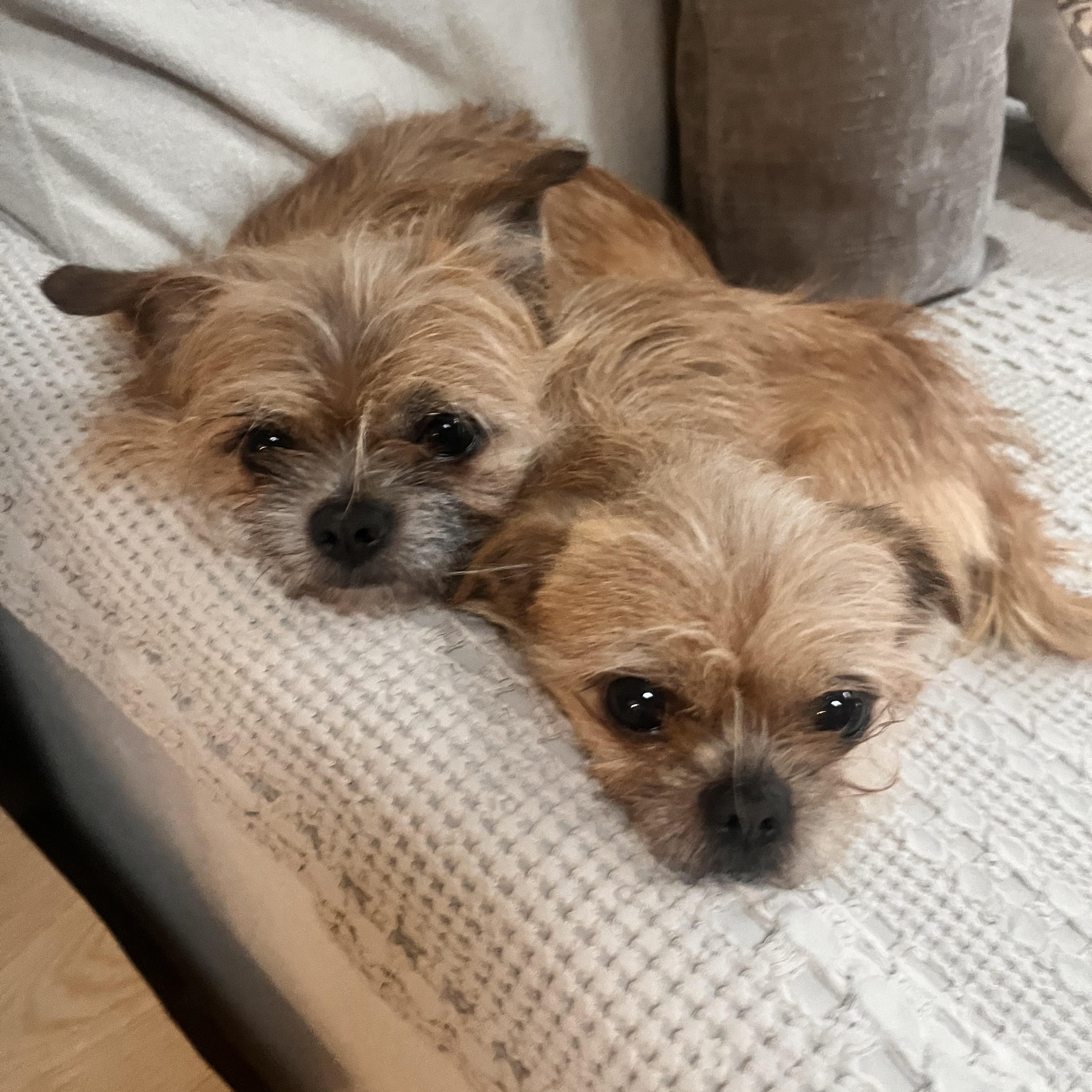 Saes and Jerry, an adopted mixed breed in Mount Prospect, IL image 1/6