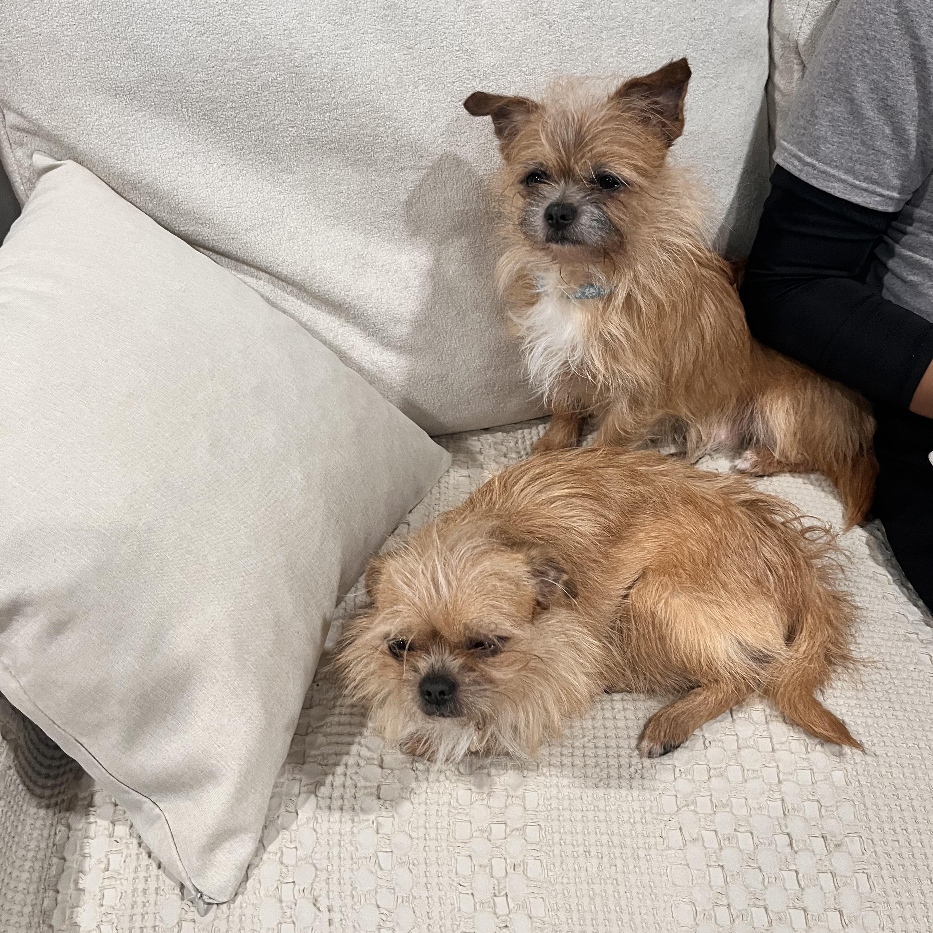 Saes and Jerry, an adopted mixed breed in Mount Prospect, IL image 5/6