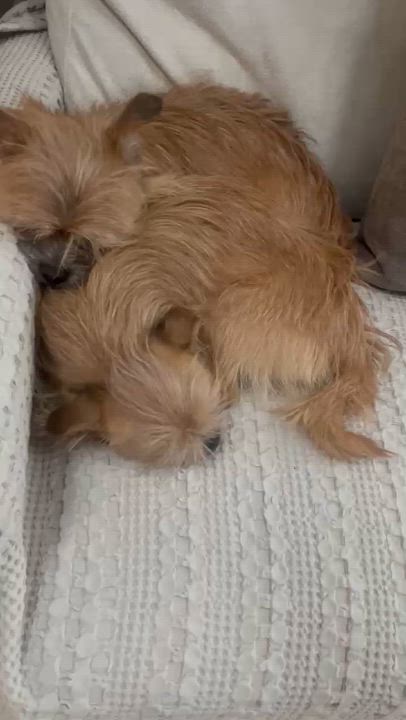 Enlarge Saes and Jerry, an adopted mixed breed in Mount Prospect, IL video 4/6